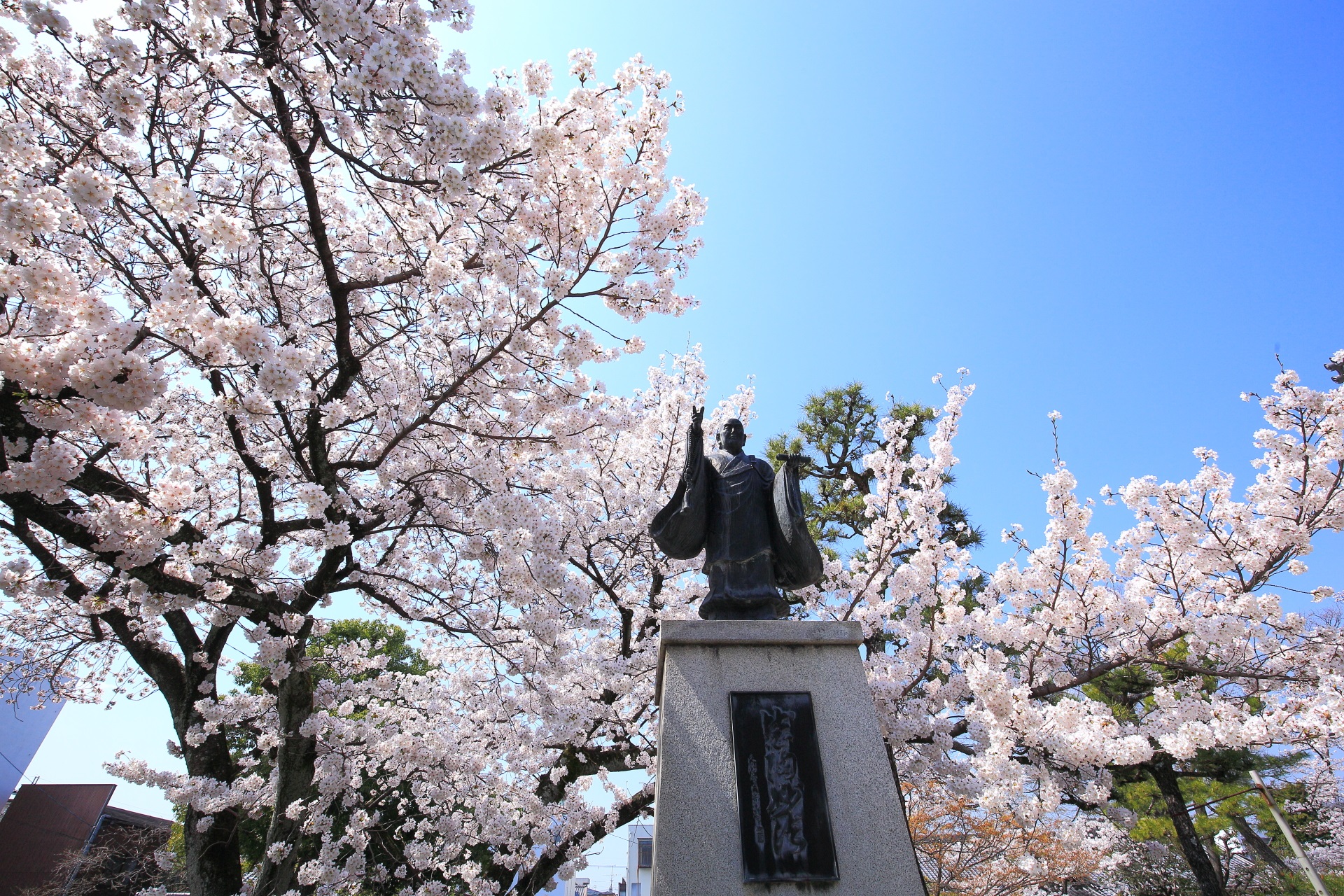 咲き乱れる桜につつまれる日蓮上人像