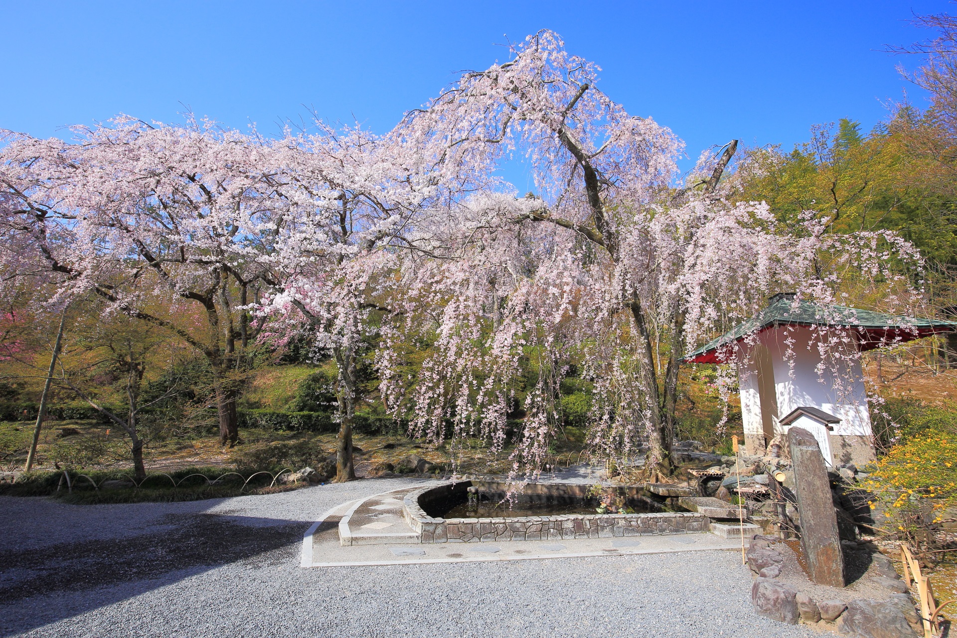 天龍寺の平和観音と愛の泉の桜