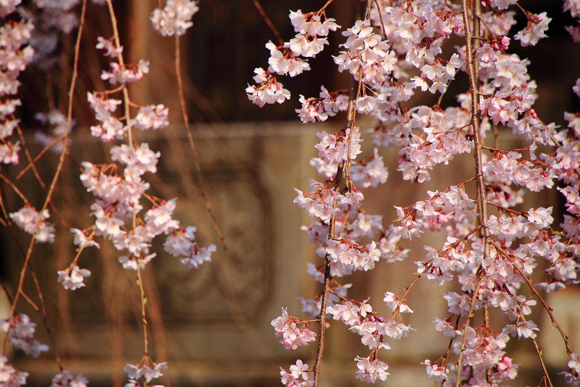 立本寺の繊細で可愛いしだれ桜