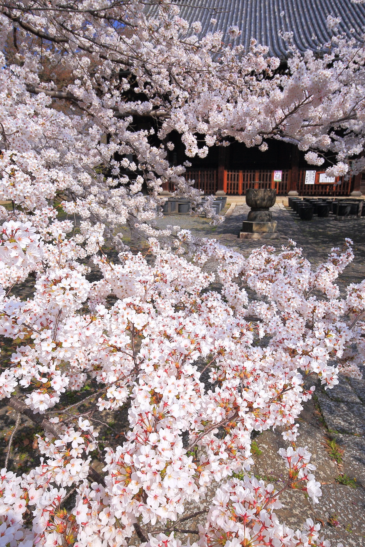 立本寺の溢れんばかりの圧巻の桜