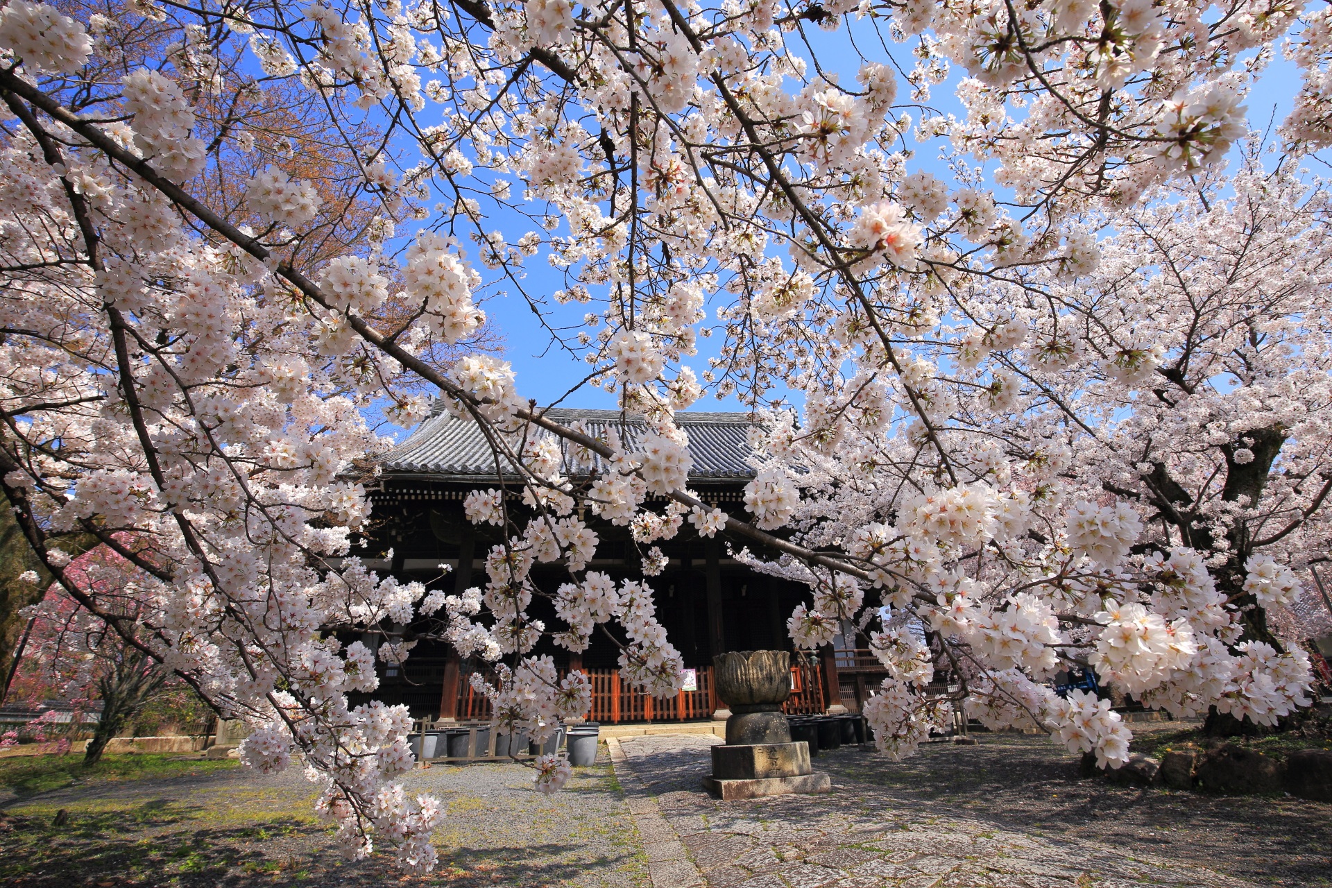 立本寺の青空を覆う豪快なソメイヨシノ