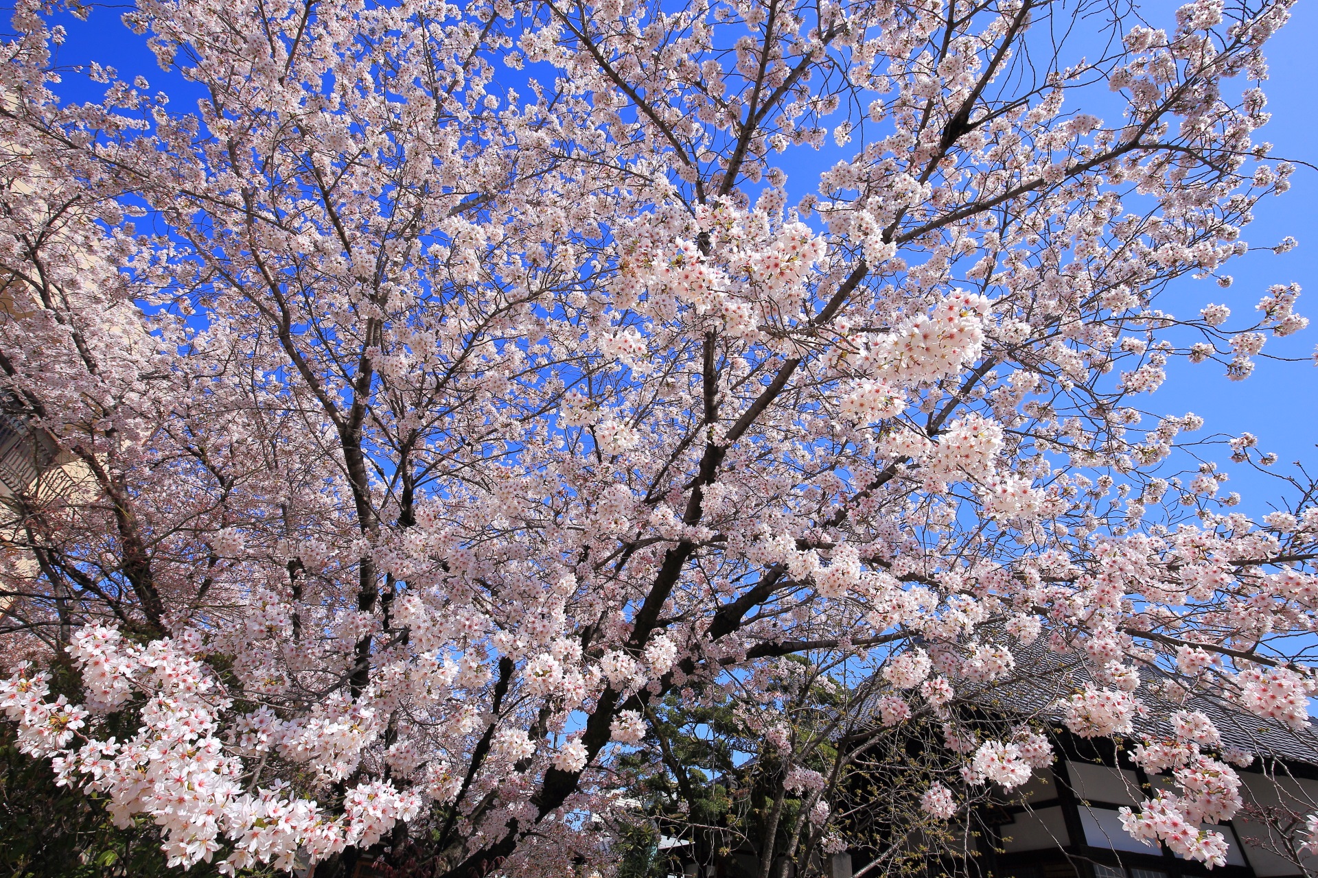 墨染寺の三代目の墨染桜