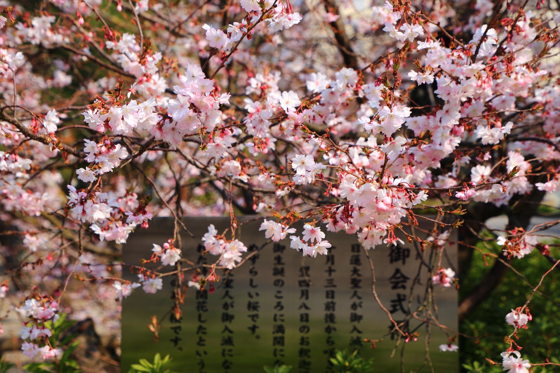 上品な花をたくさん咲かせる御会式桜