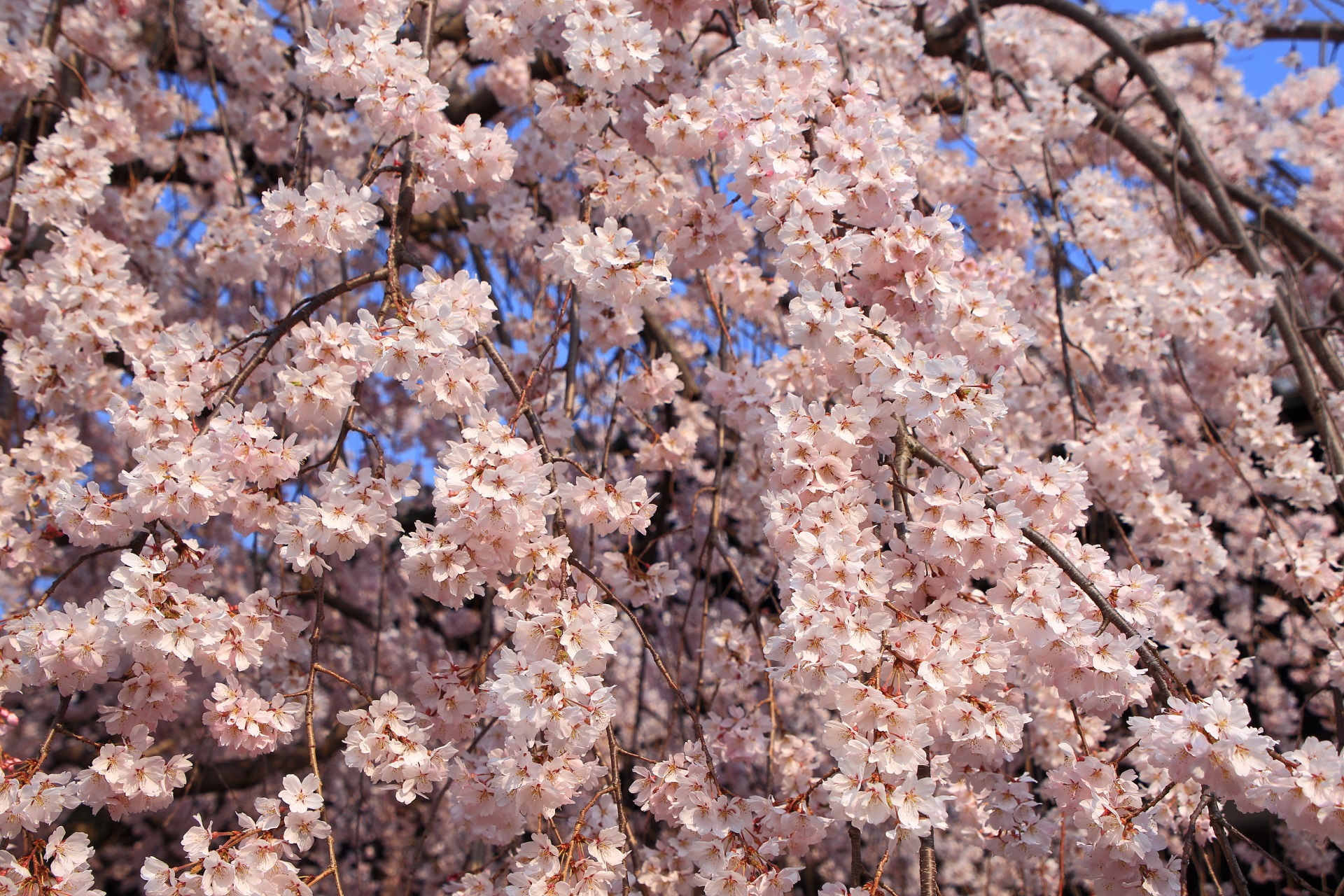 立本寺の見事な花をいっぱい咲かせる桜