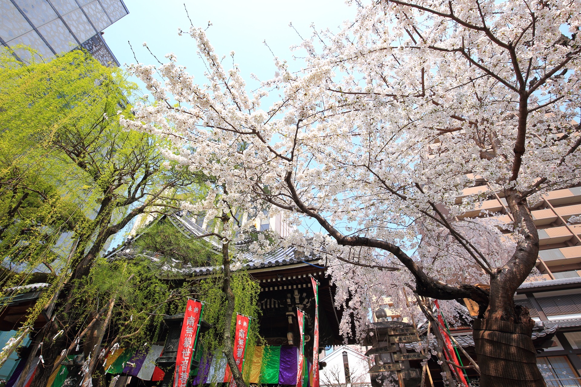 六角堂 桜　柳が演出するビルに囲まれた春色の空間