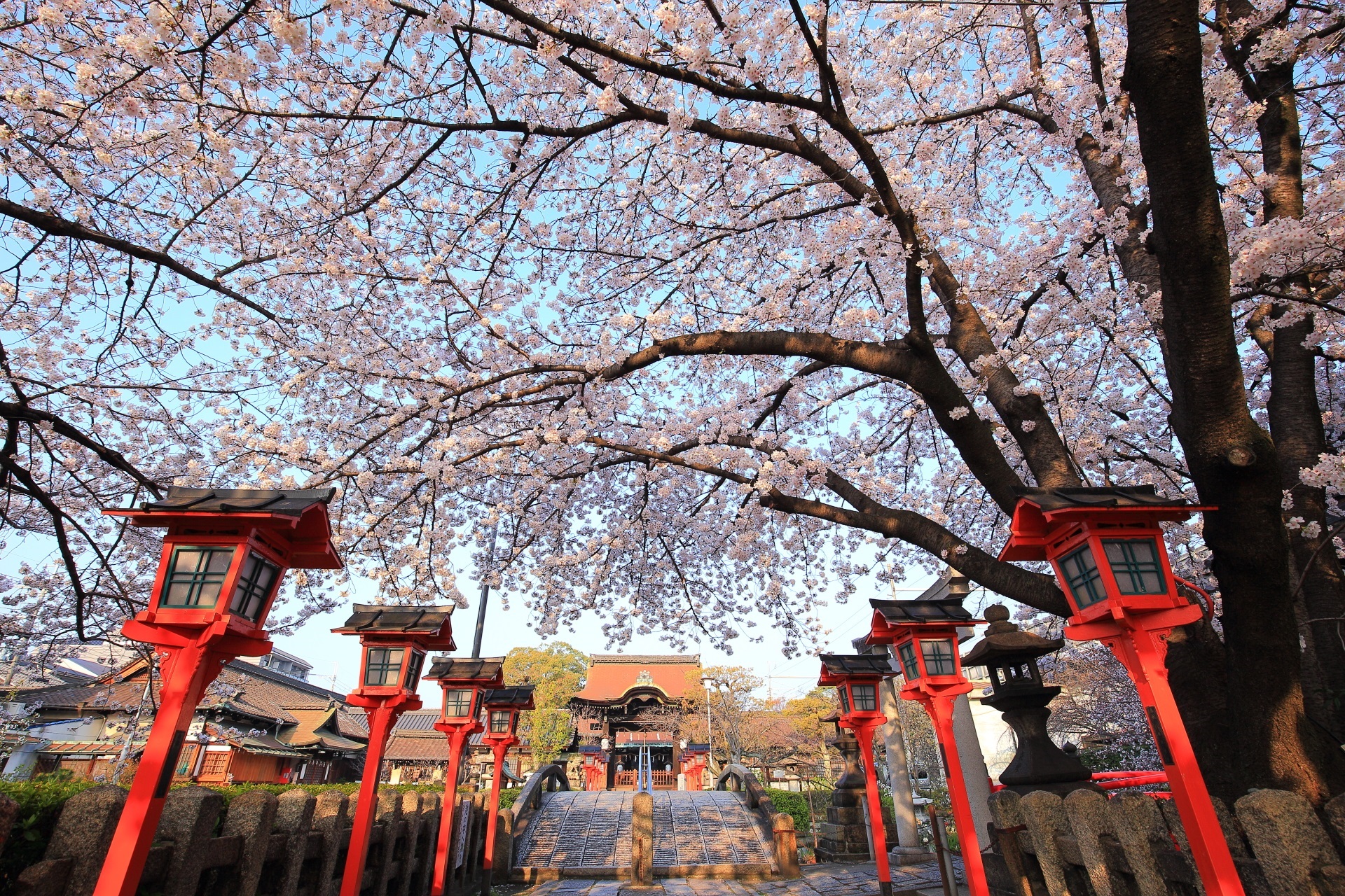 六孫王神社 桜　風情ある境内を彩る圧巻の桜の天井