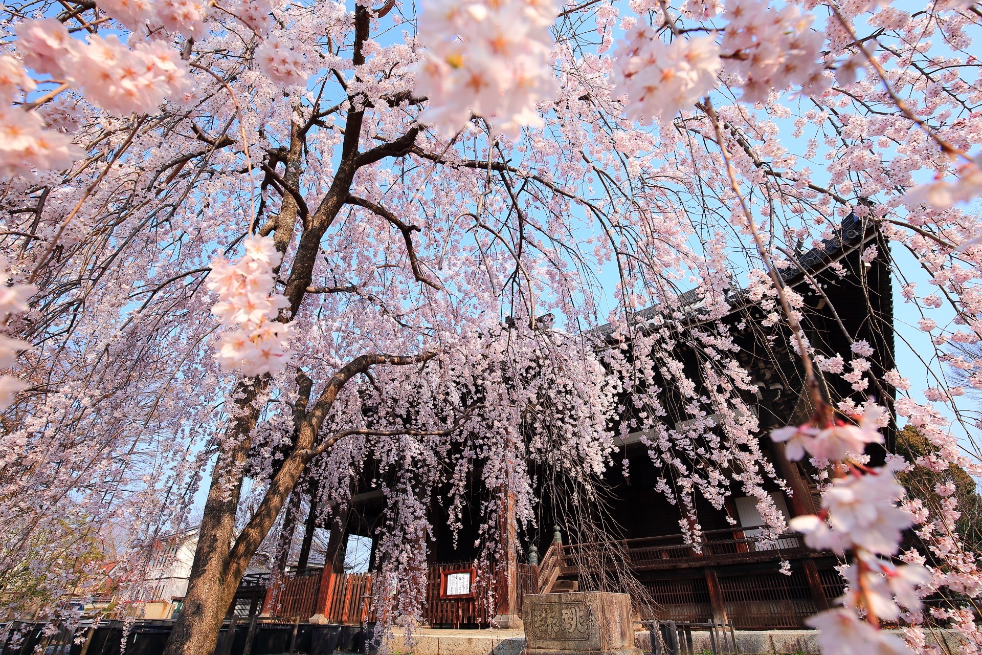 立本寺のしだれ桜　春先を華やぐ降り注ぐ早咲きの桜