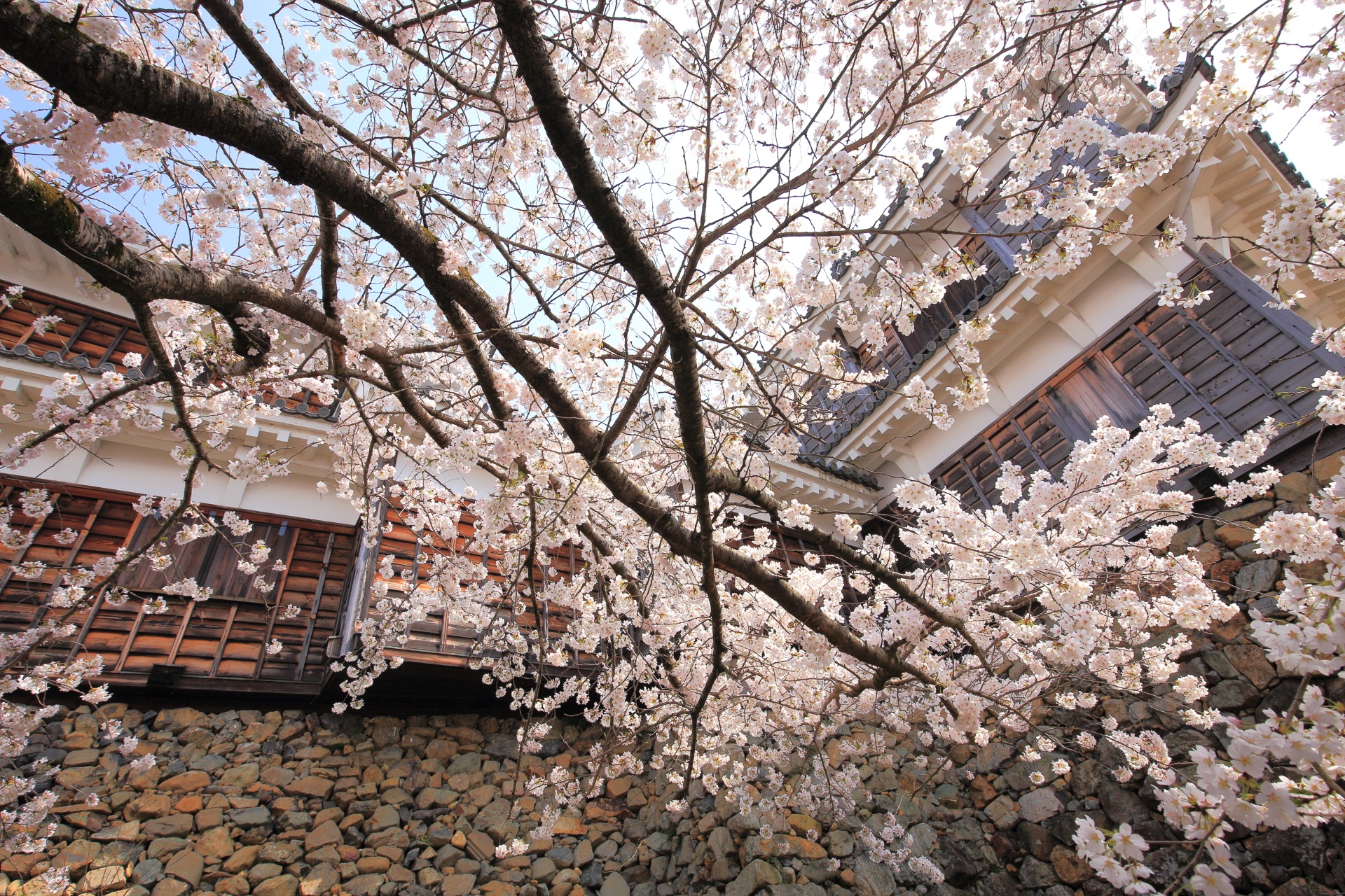 福知山城の天守を染める桜としなやかな枝