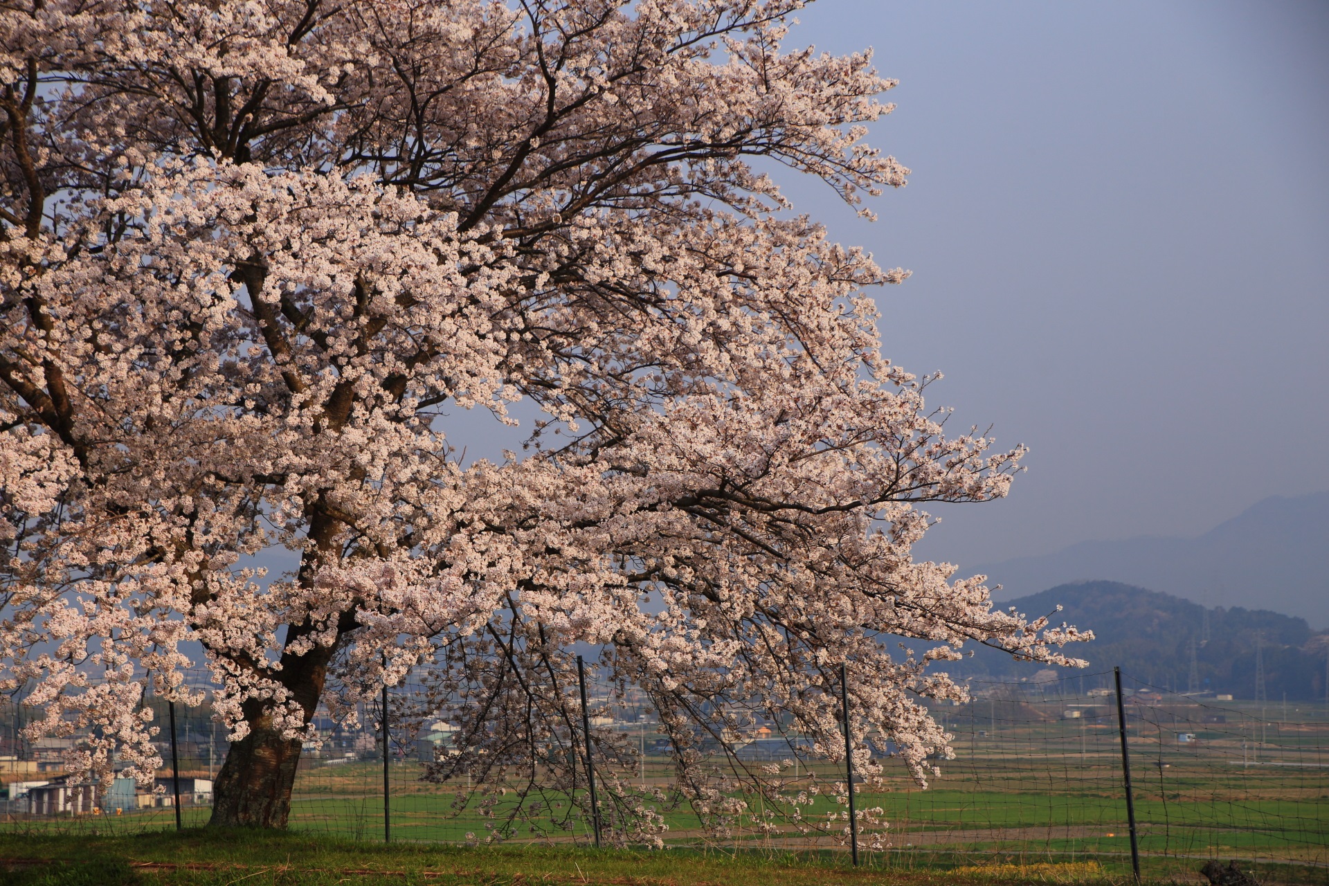 亀岡の長閑すぎる桜