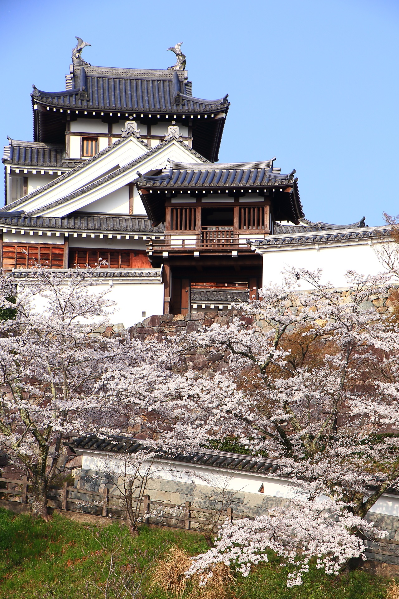 福知山城の素晴らしい桜と春の情景