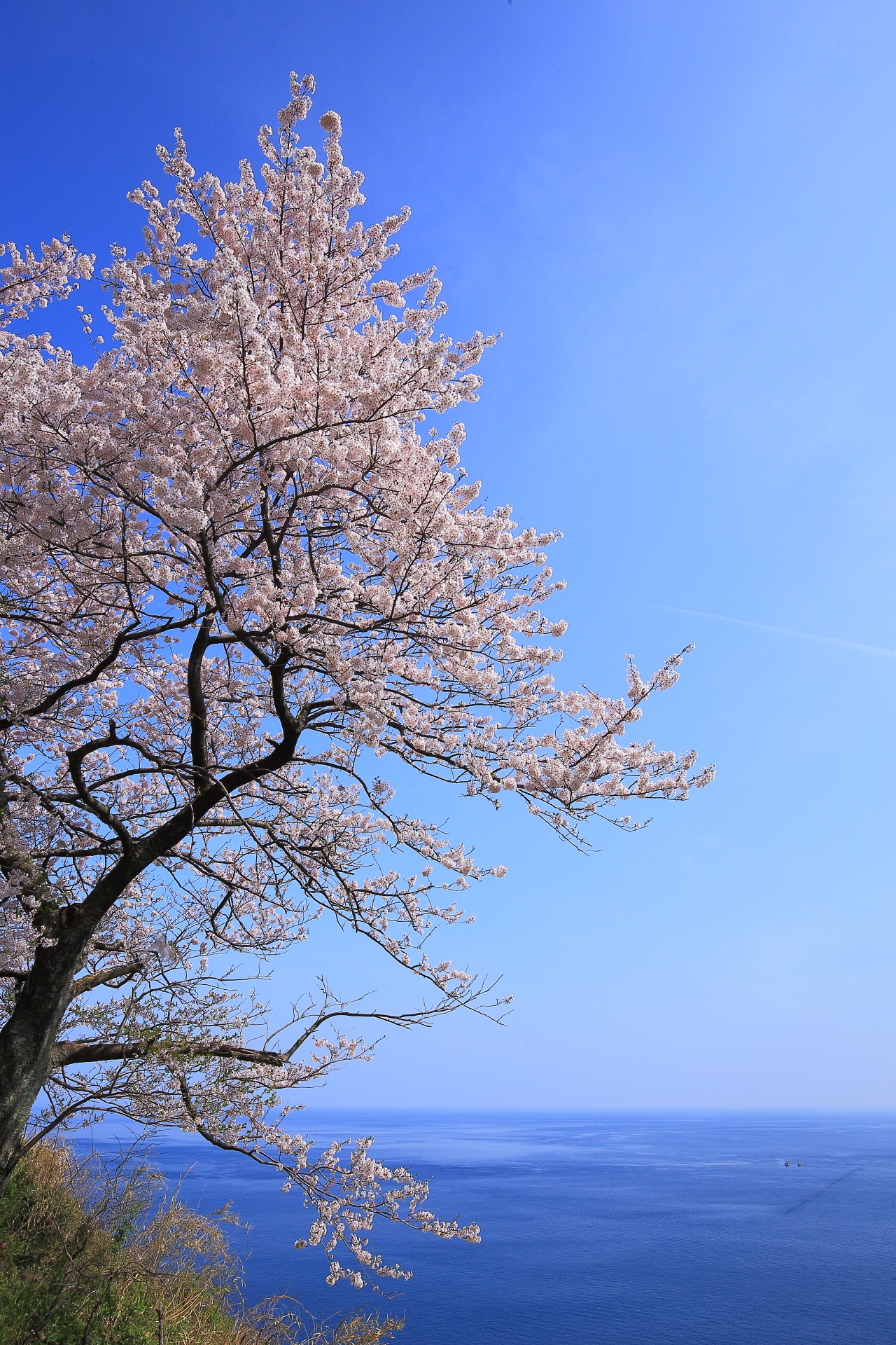 カマヤ海岸の素晴らしい桜と海や春の情景