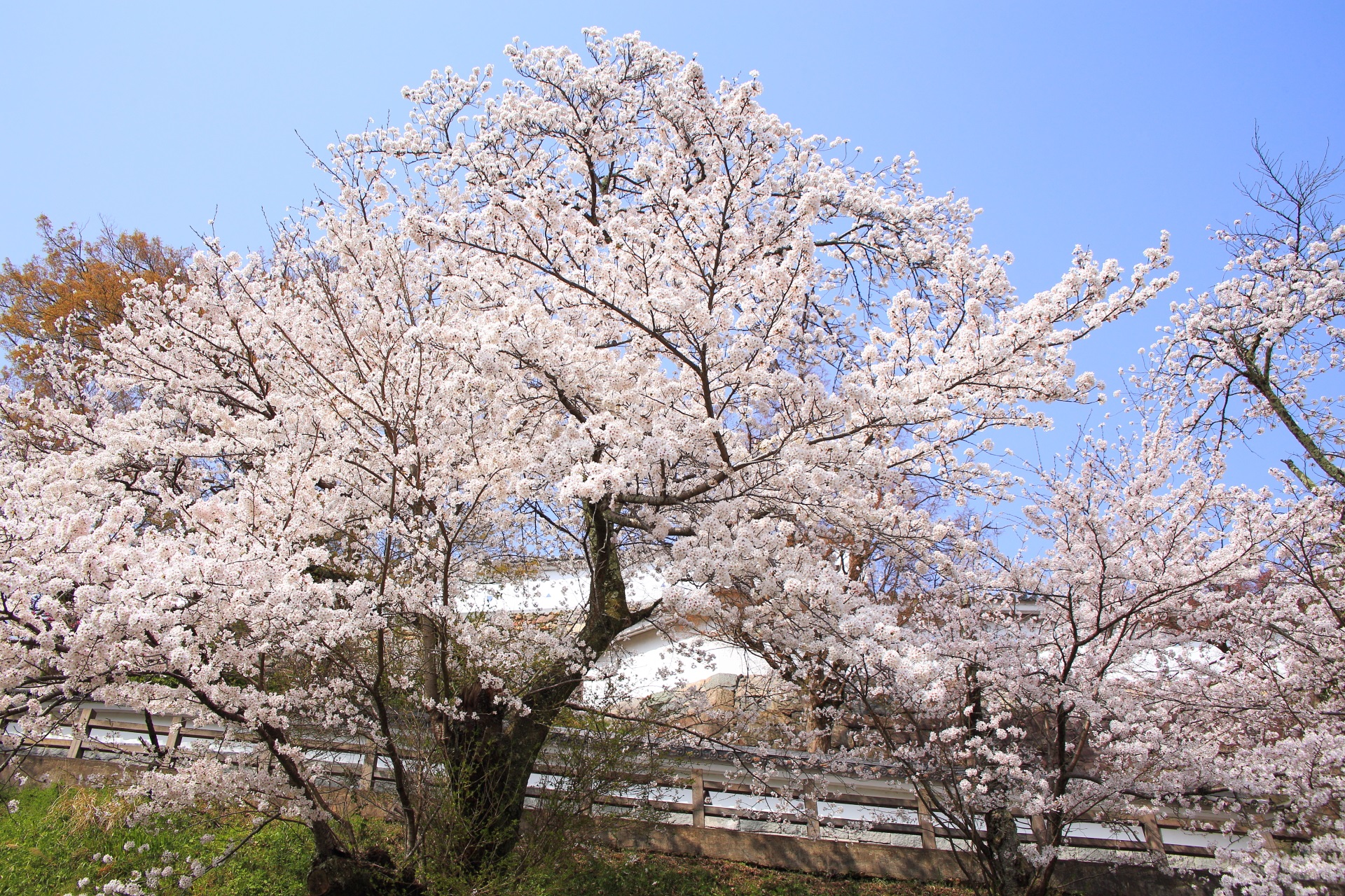福知山城の溢れる雅な桜
