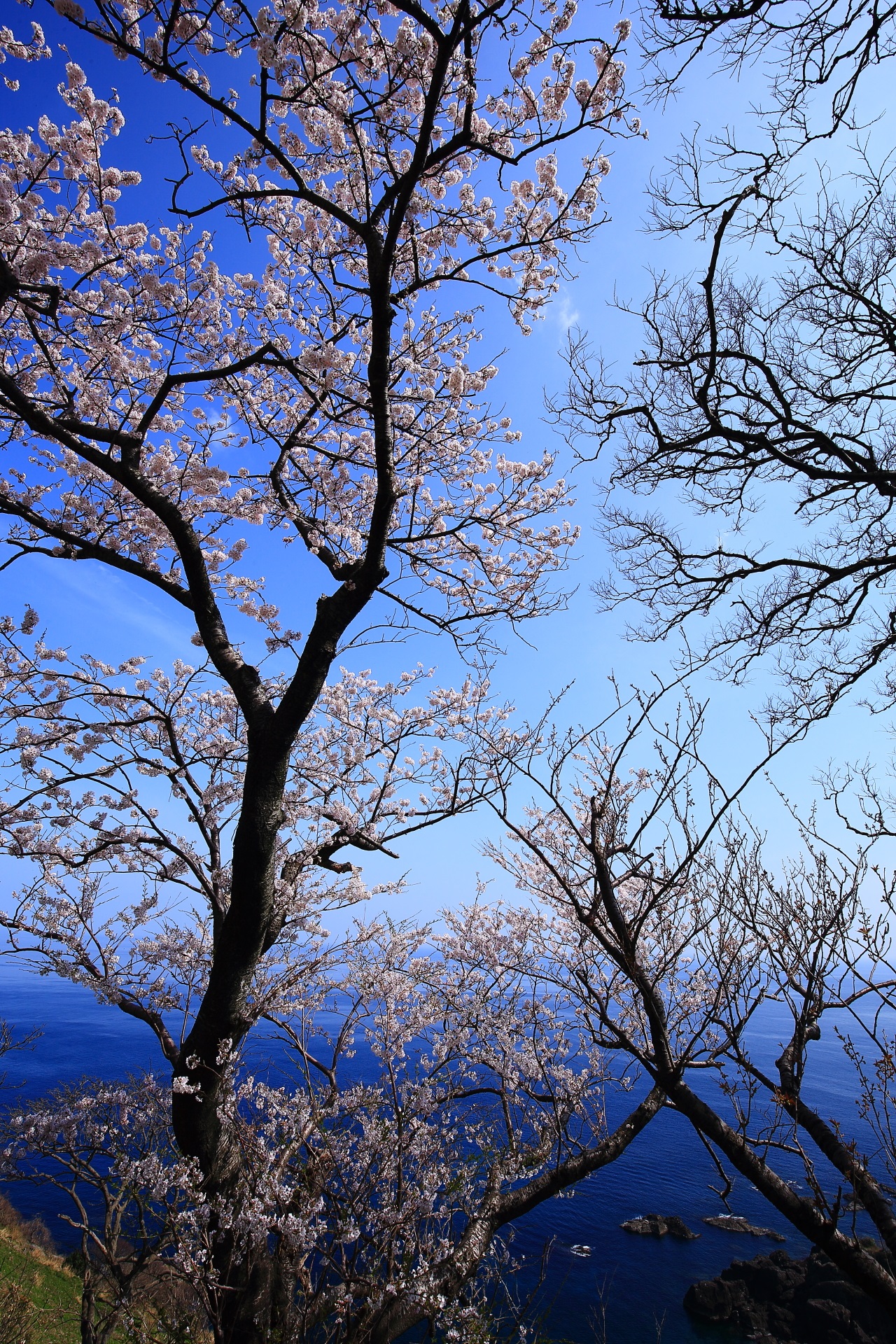 カマヤ海岸の透き通るような青空と深く青い海を覆う桜
