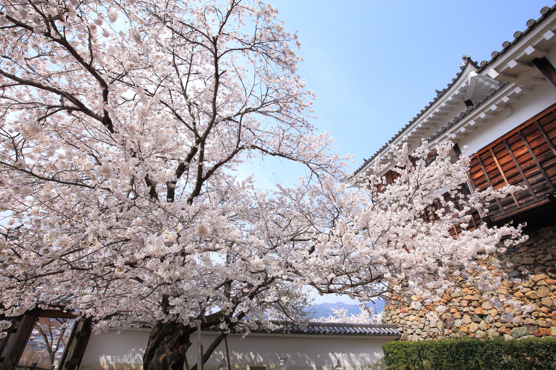 福知山城の何処から見ても絵になる桜