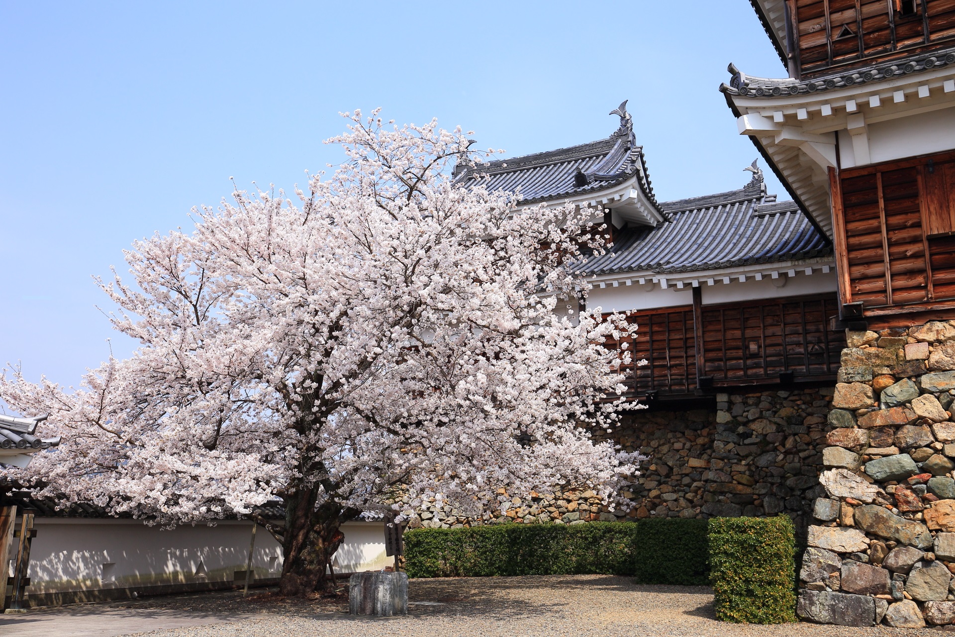 福知山城の超満開の桜