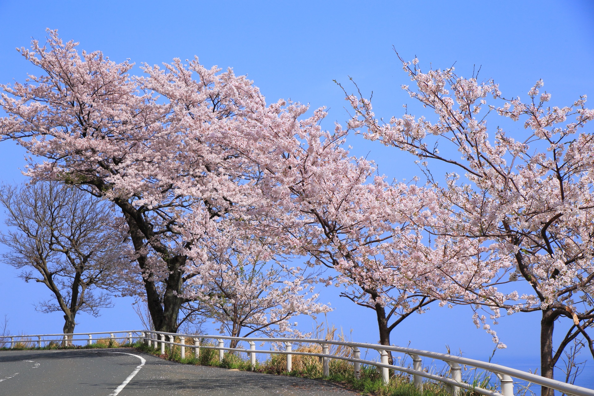 カマヤ海岸の青空につつまれた海岸線を彩る桜並木