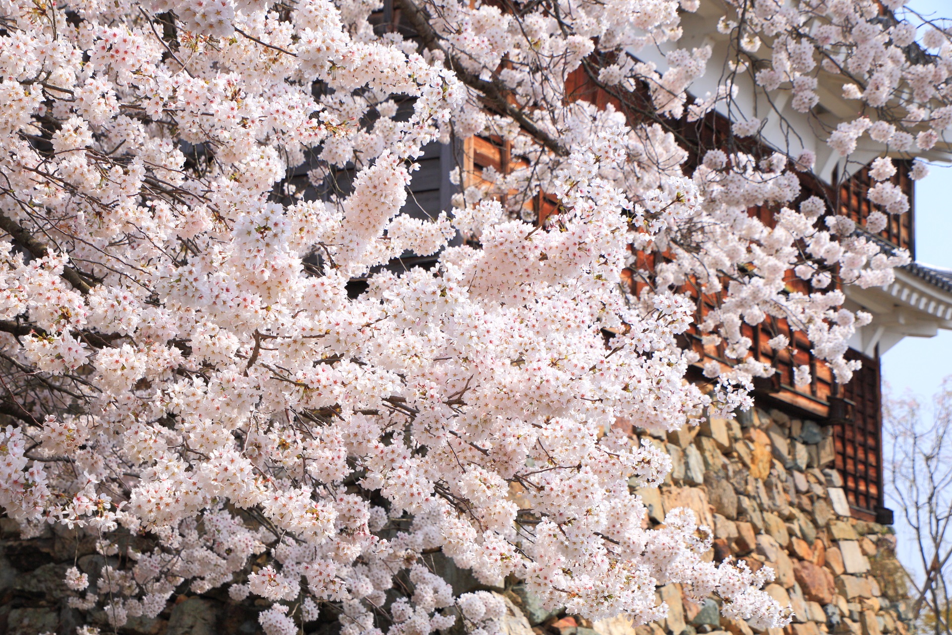 福知山城の天守を背景とした咲き乱れる桜