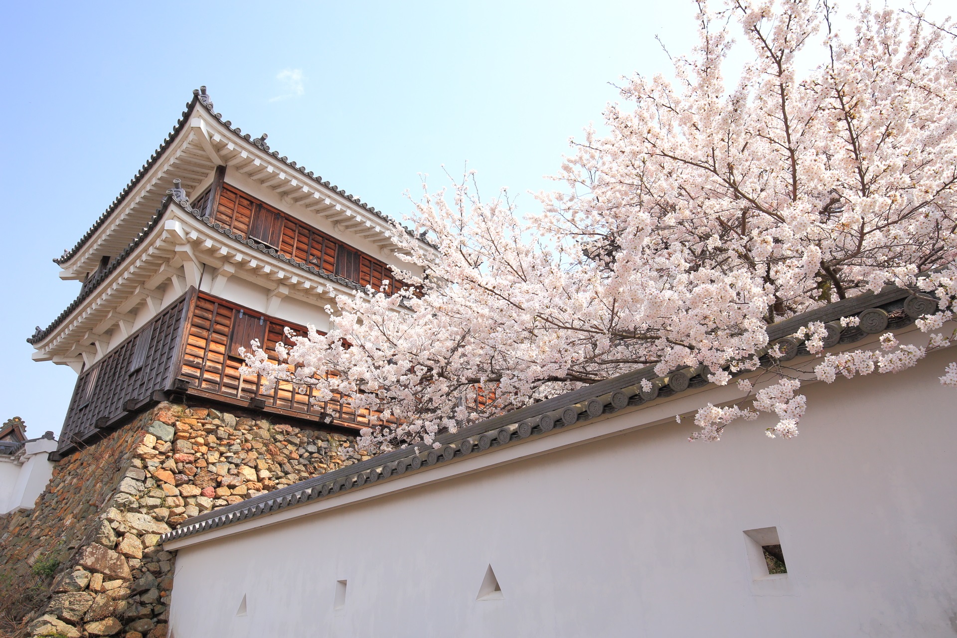 福知山城の小天守と桜