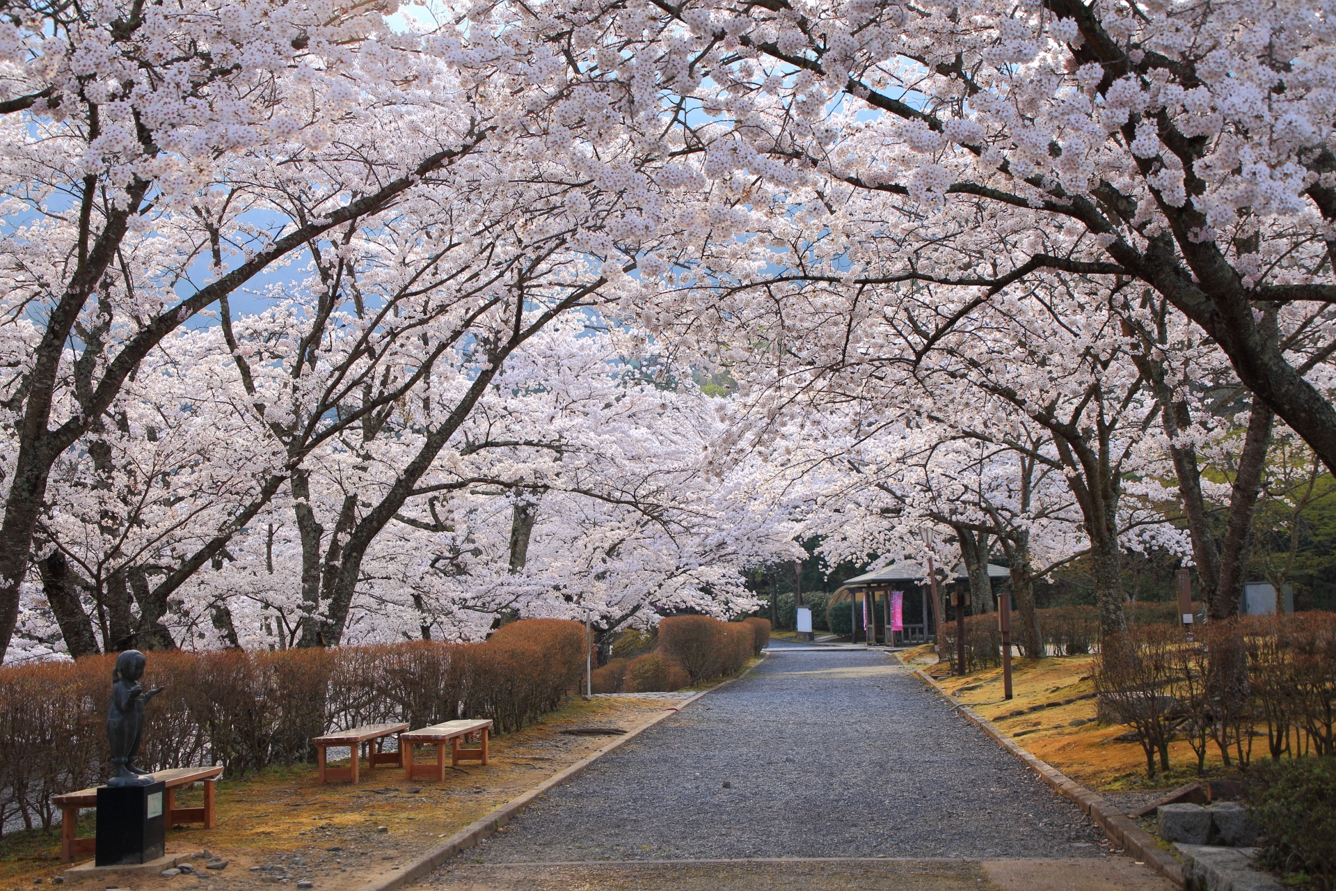 七谷川沿いの和らぎの道の桜