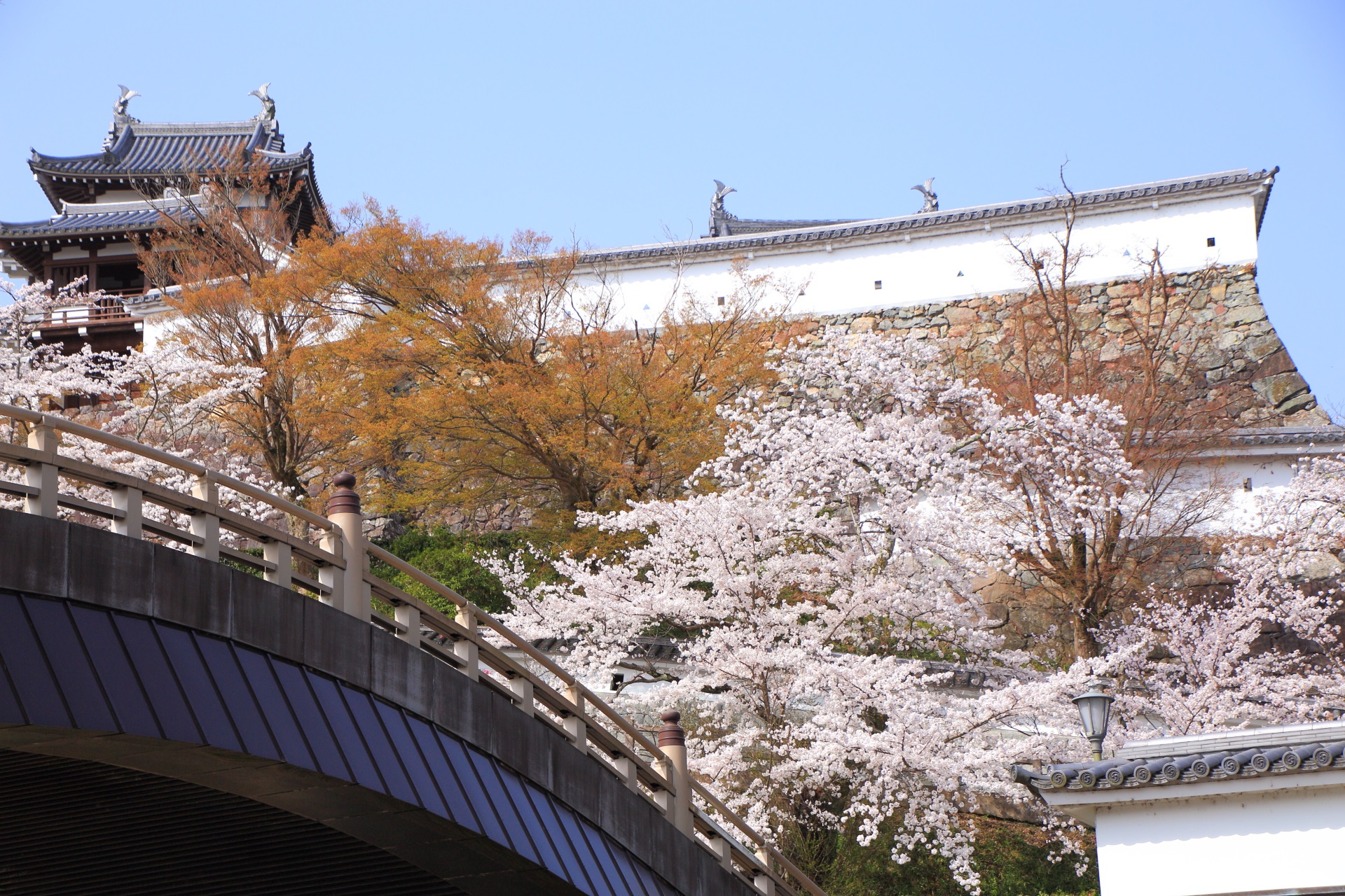 福知山城の本丸の城壁を華やぐ桜