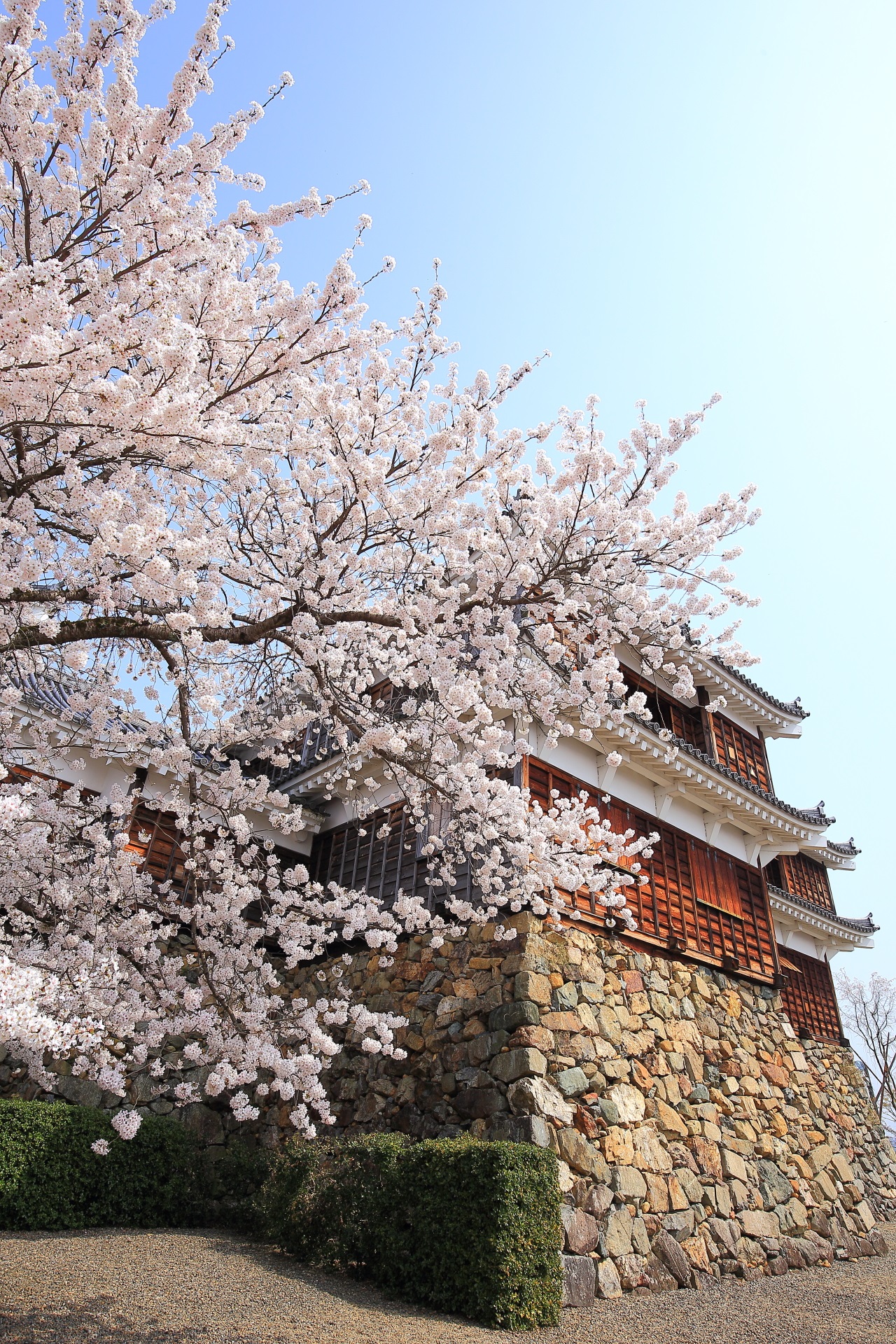 福知山城の素晴らしい桜や天守閣と春色の情景