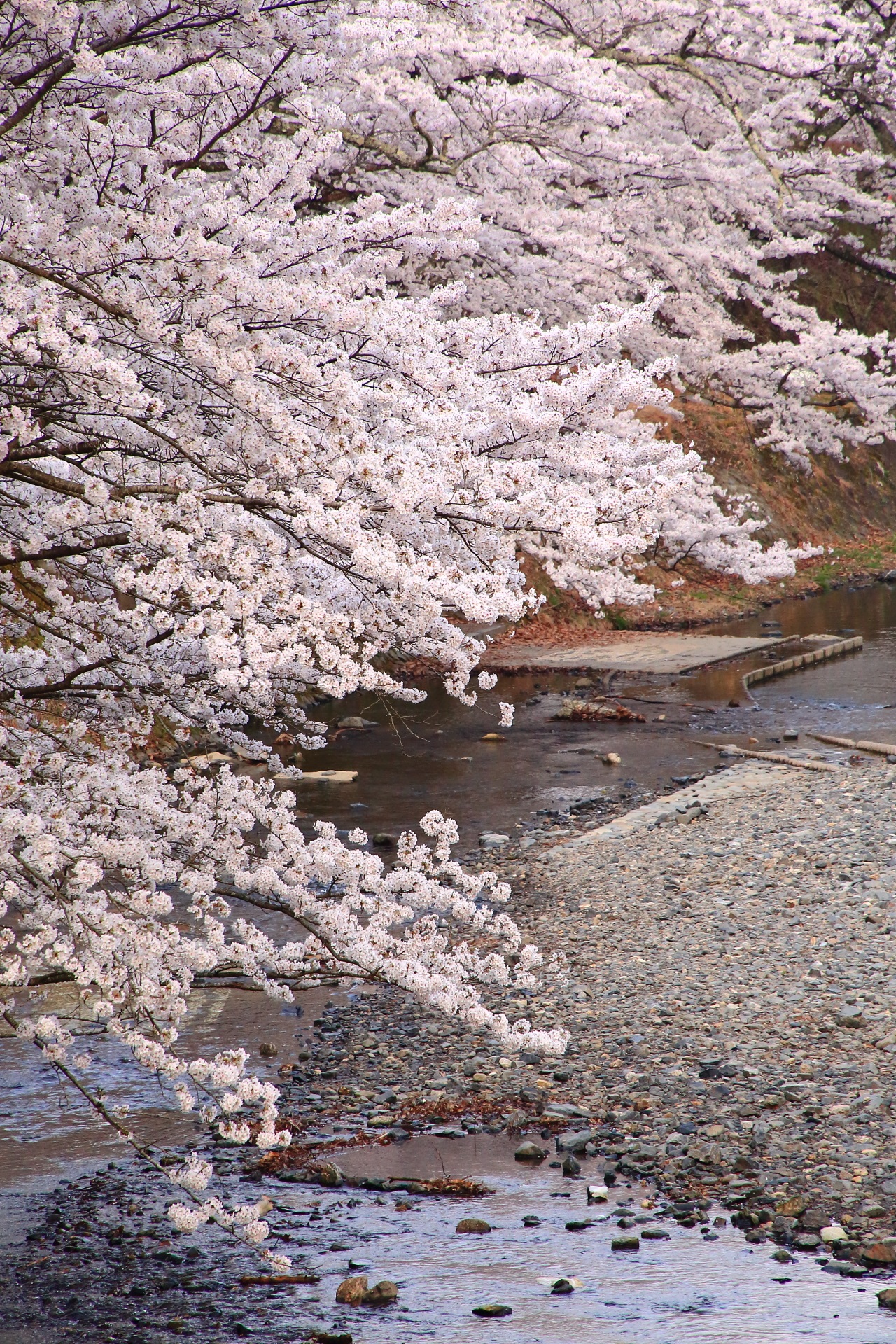 七谷川の弾ける圧巻の桜