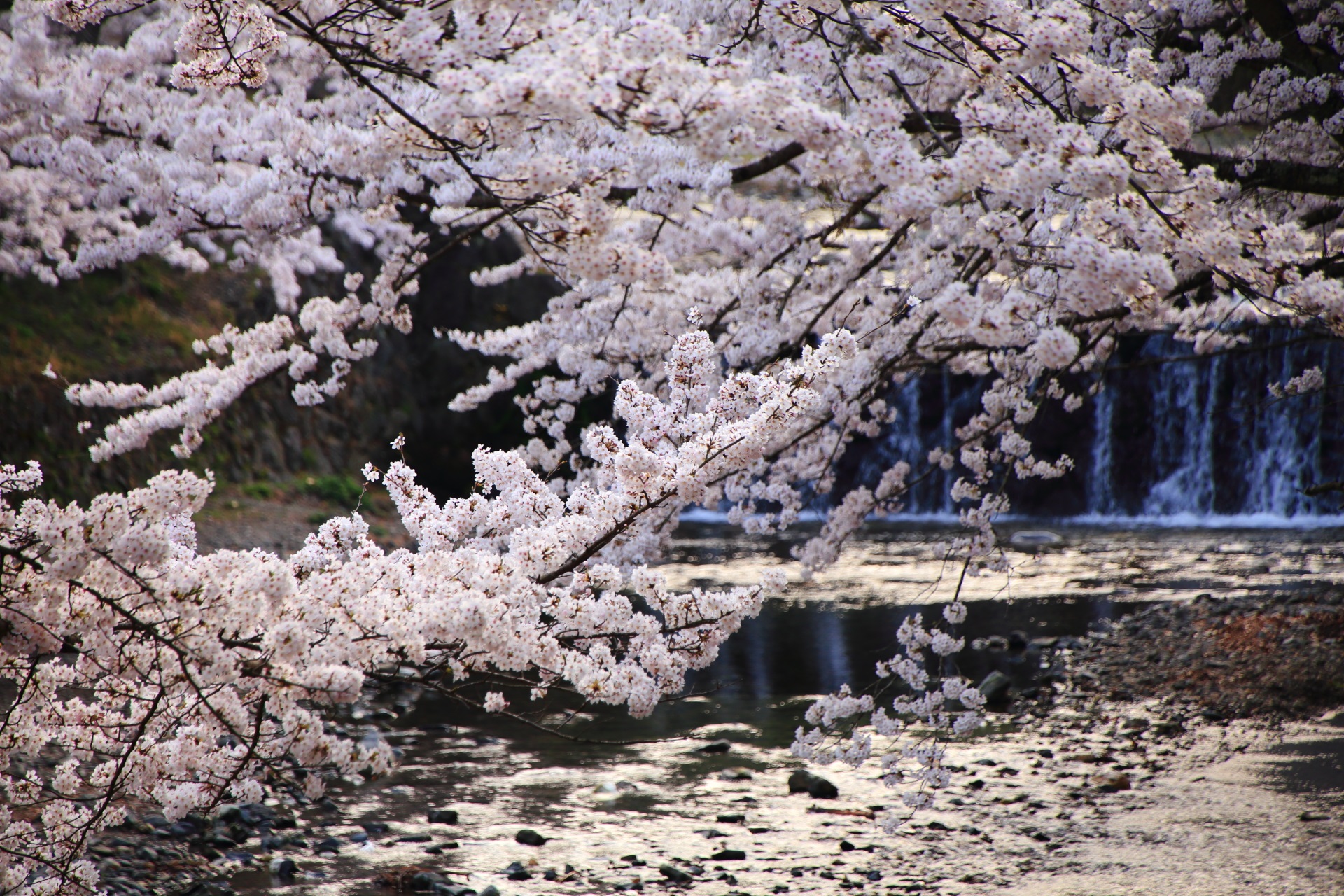 七谷川を彩る桜と小さい滝