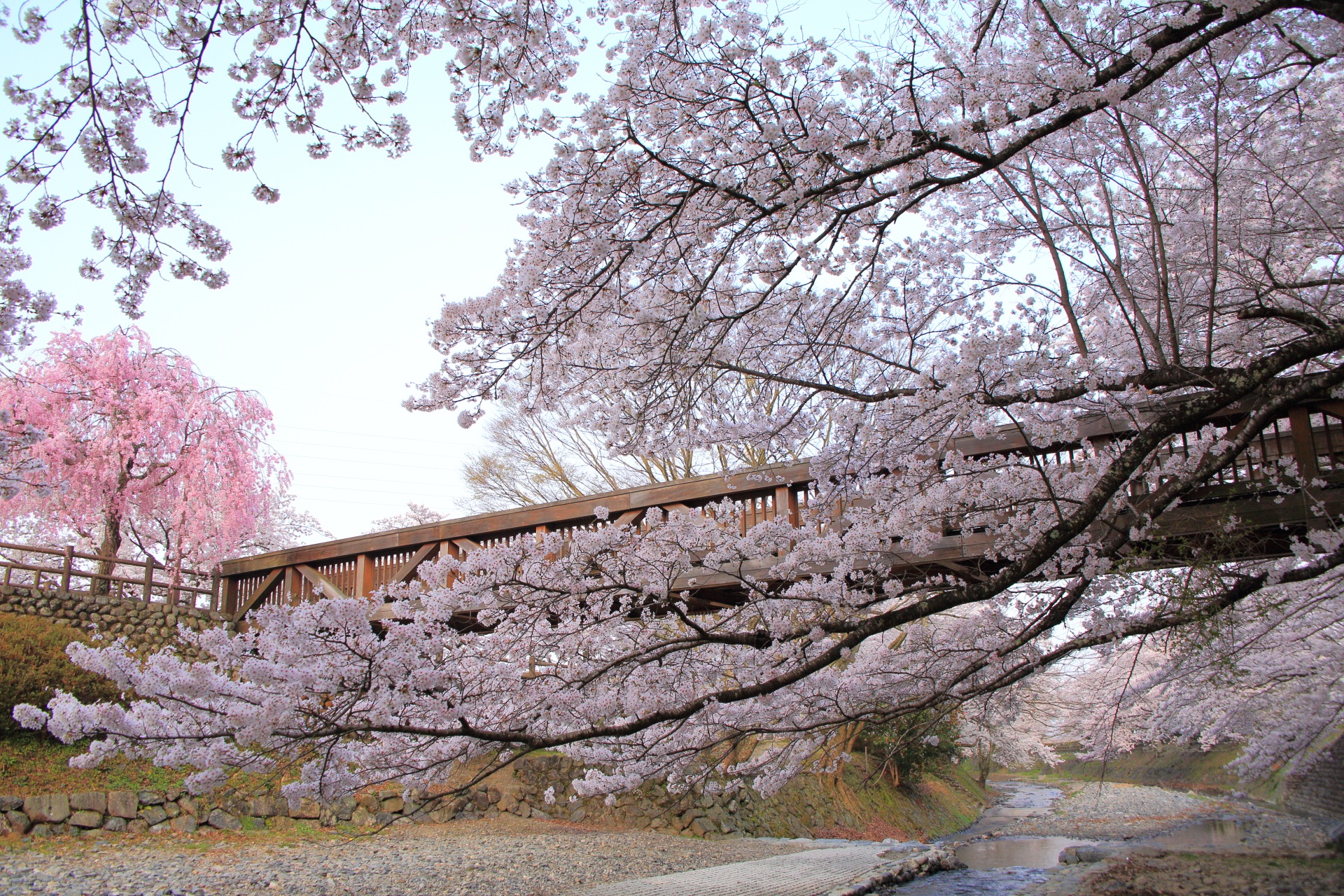 七谷川の下から見上げた橋と桜