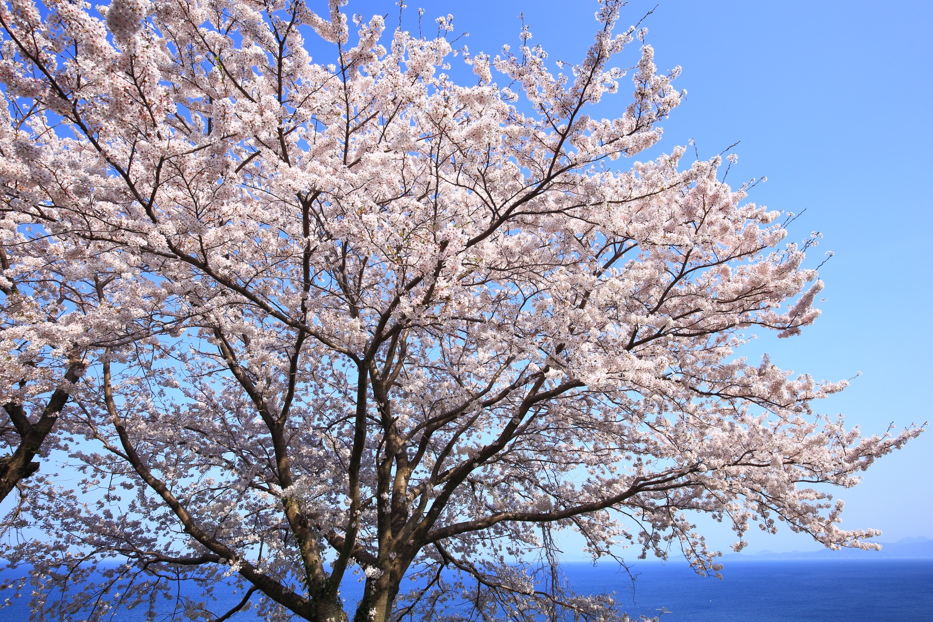 新井の青空を覆う輝く桜