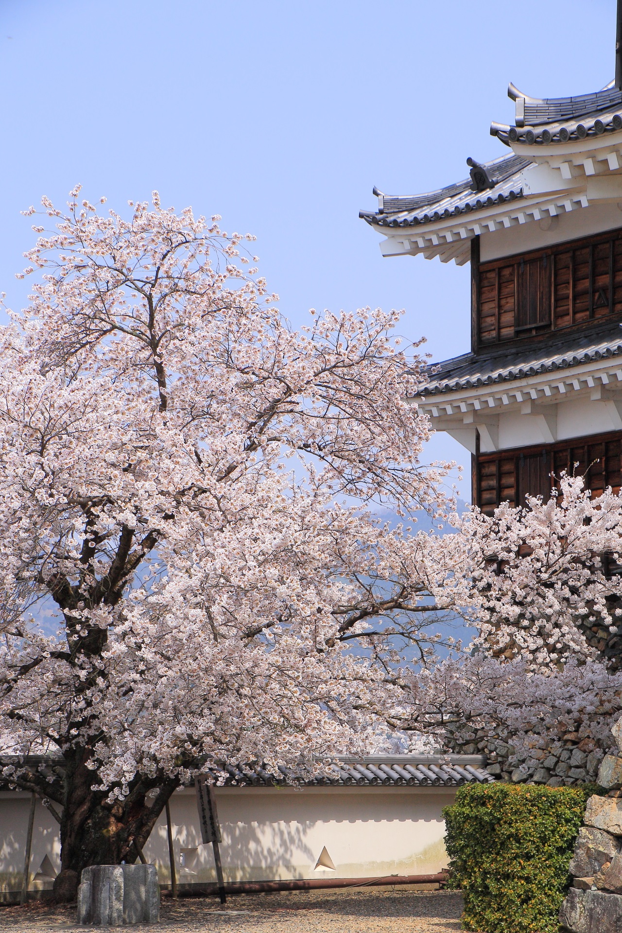 福知山城のやや遠めから眺めた桜