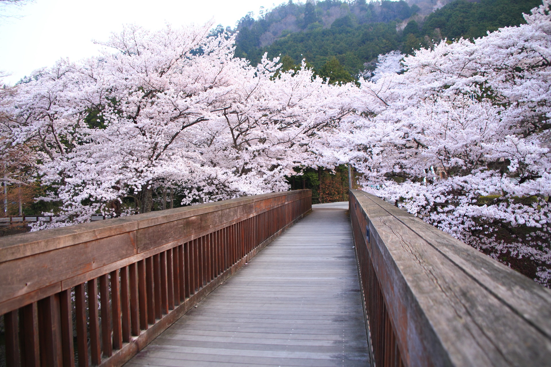 七谷川の木の橋から眺めた桜