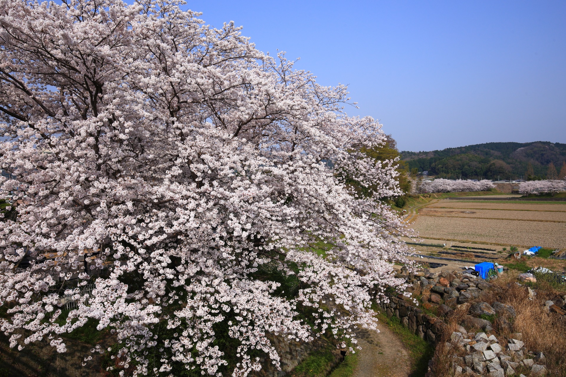 青空の下で溢れんばかりに咲く桂川の桜