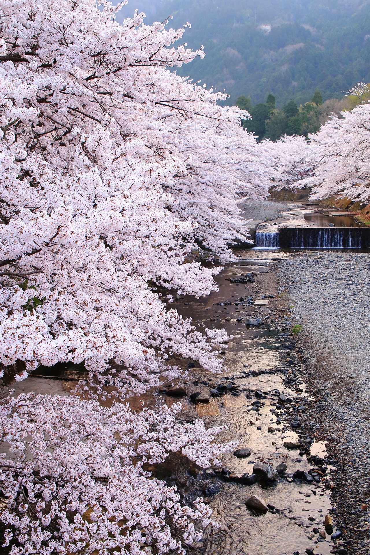 七谷川の素晴らしすぎる桜と春の情景
