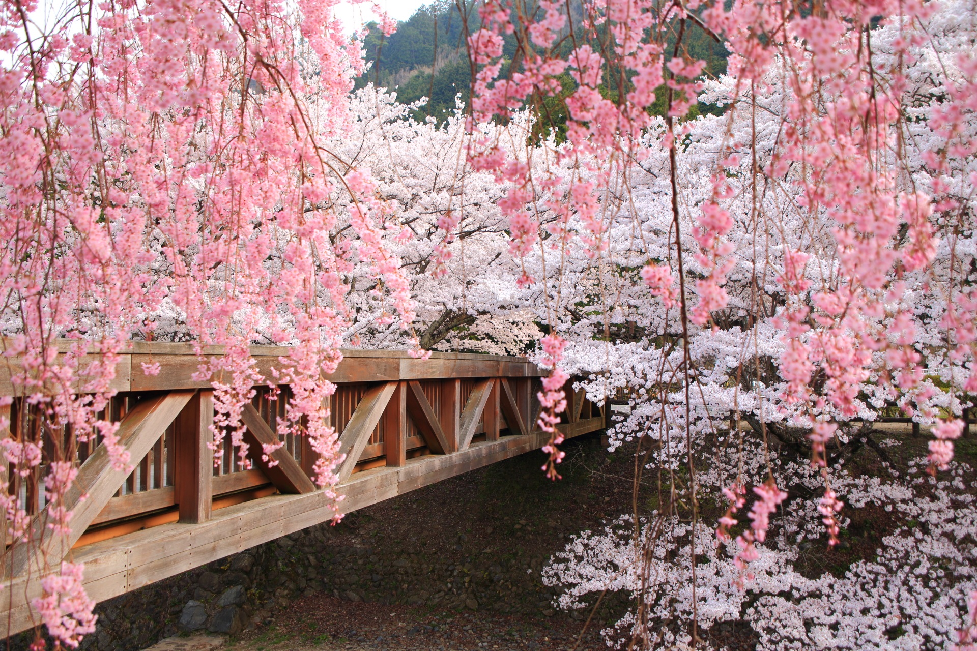 七谷川の木製の橋と桜とピンクのしだれ桜