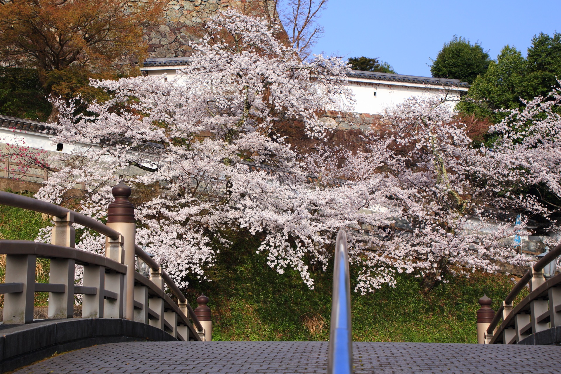 昇龍橋を染める満開の桜