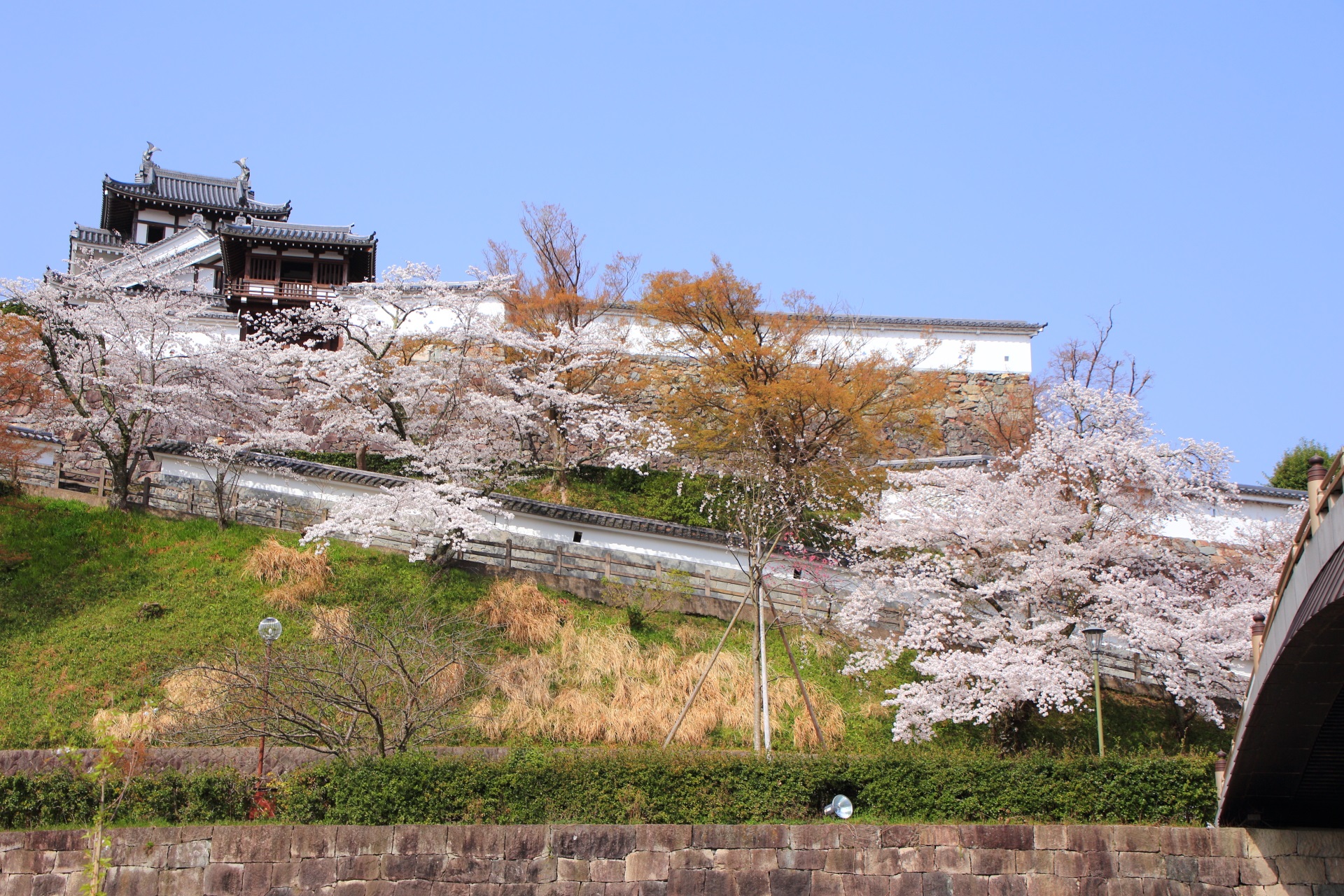 桜溢れる福知山城の本丸や天守