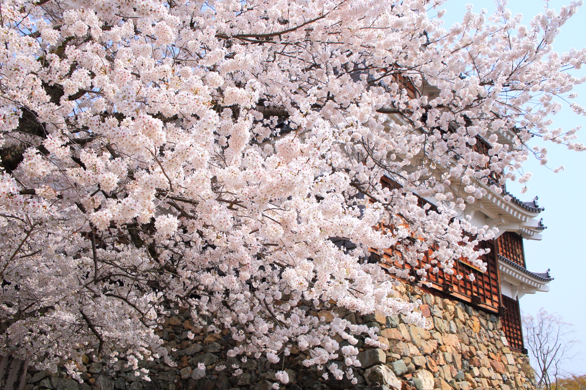 明智光秀が築城した福知山城と迫力の桜