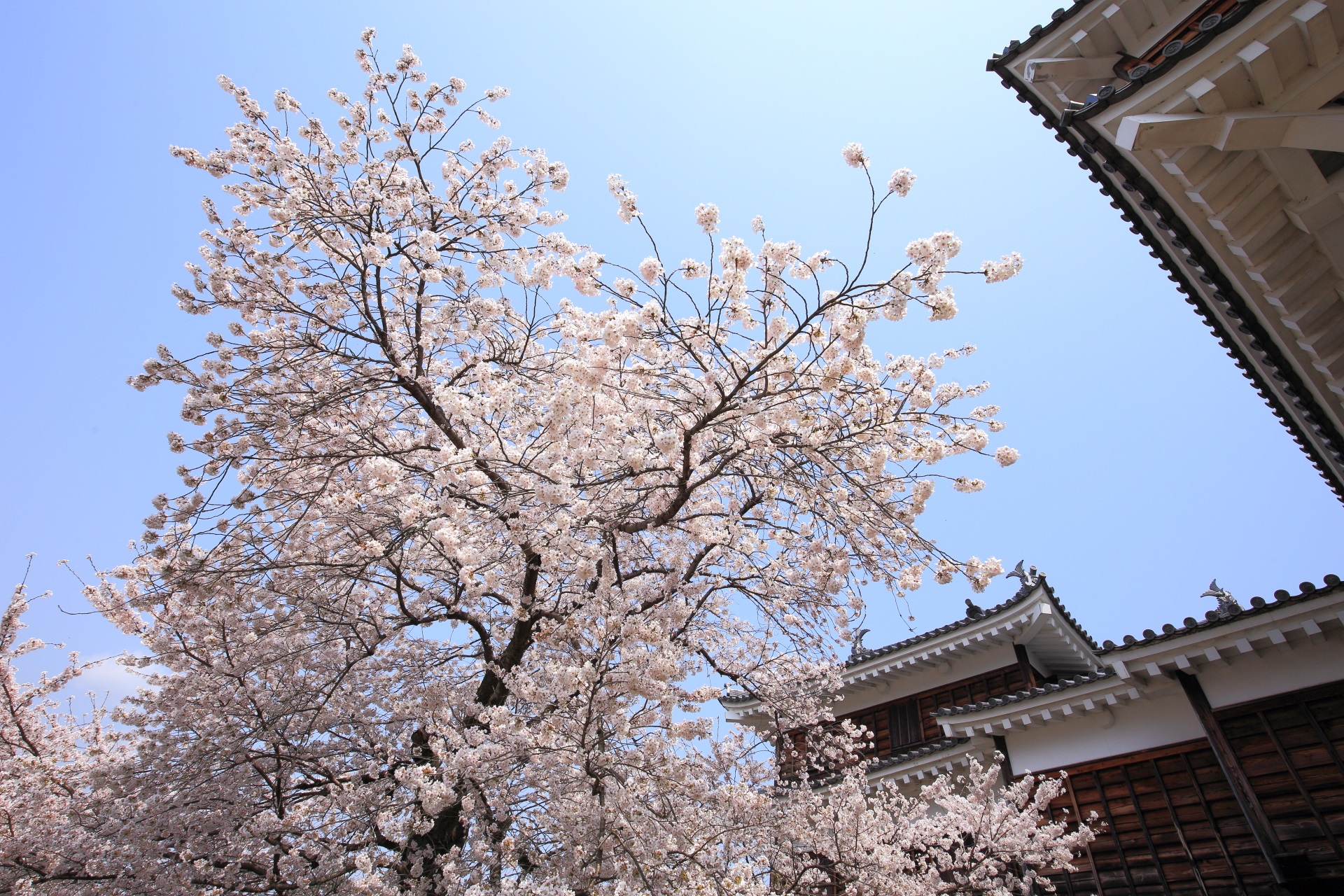 福知山城の天守閣の間で華やぐ桜　青空の下で煌く桜