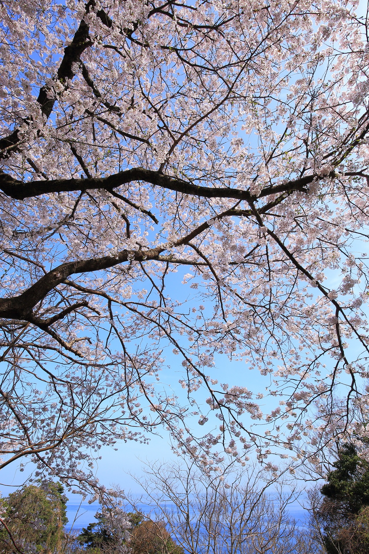 カマヤ海岸の煌びやかな桜の空間