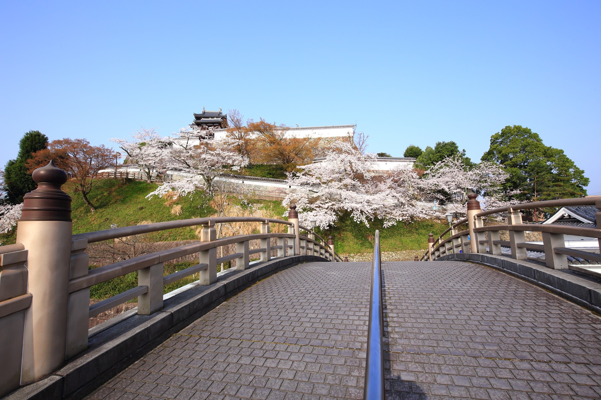 昇龍橋の向こうに佇む福知山城と桜