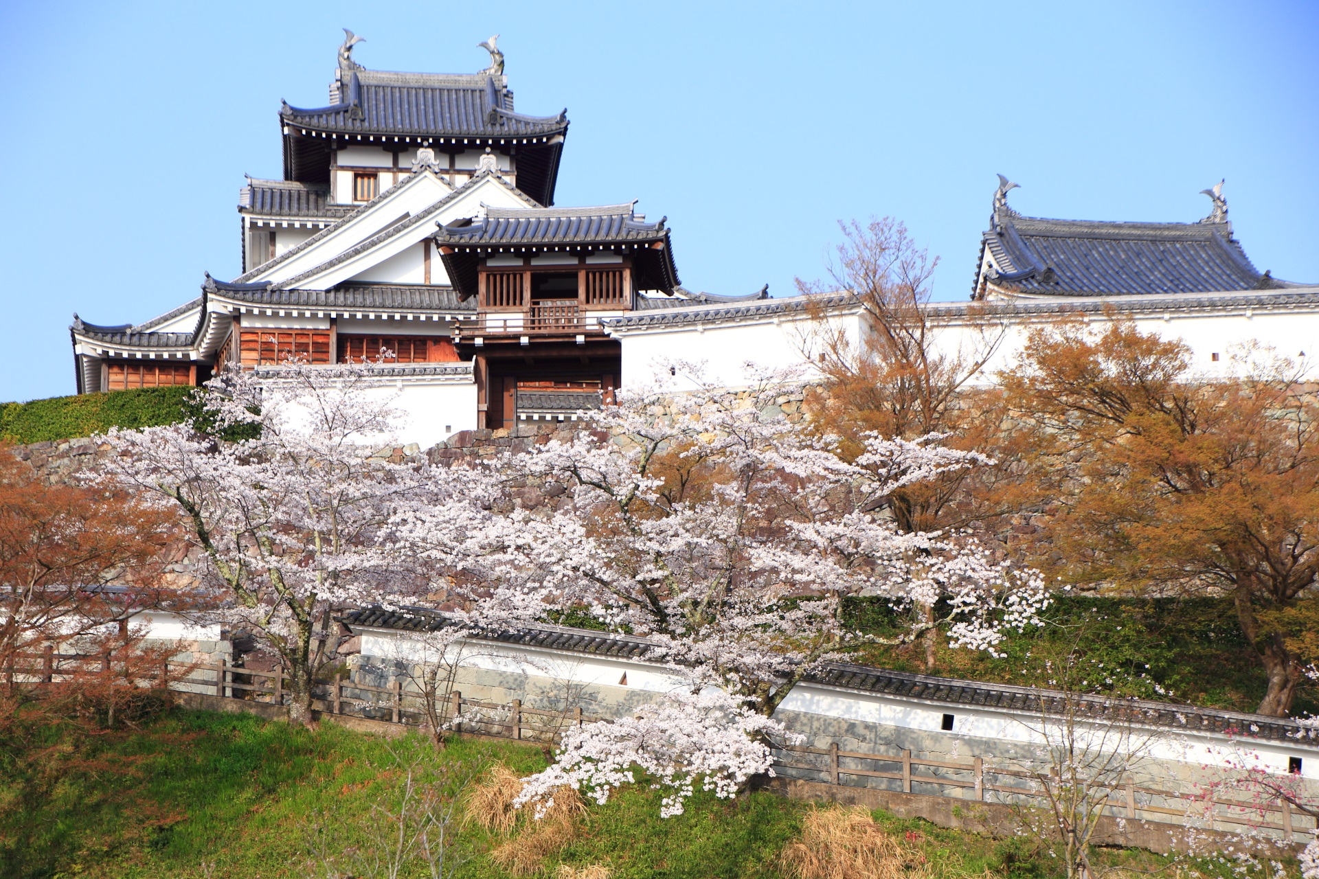 やや遠めから眺めた福知山城の本丸と桜