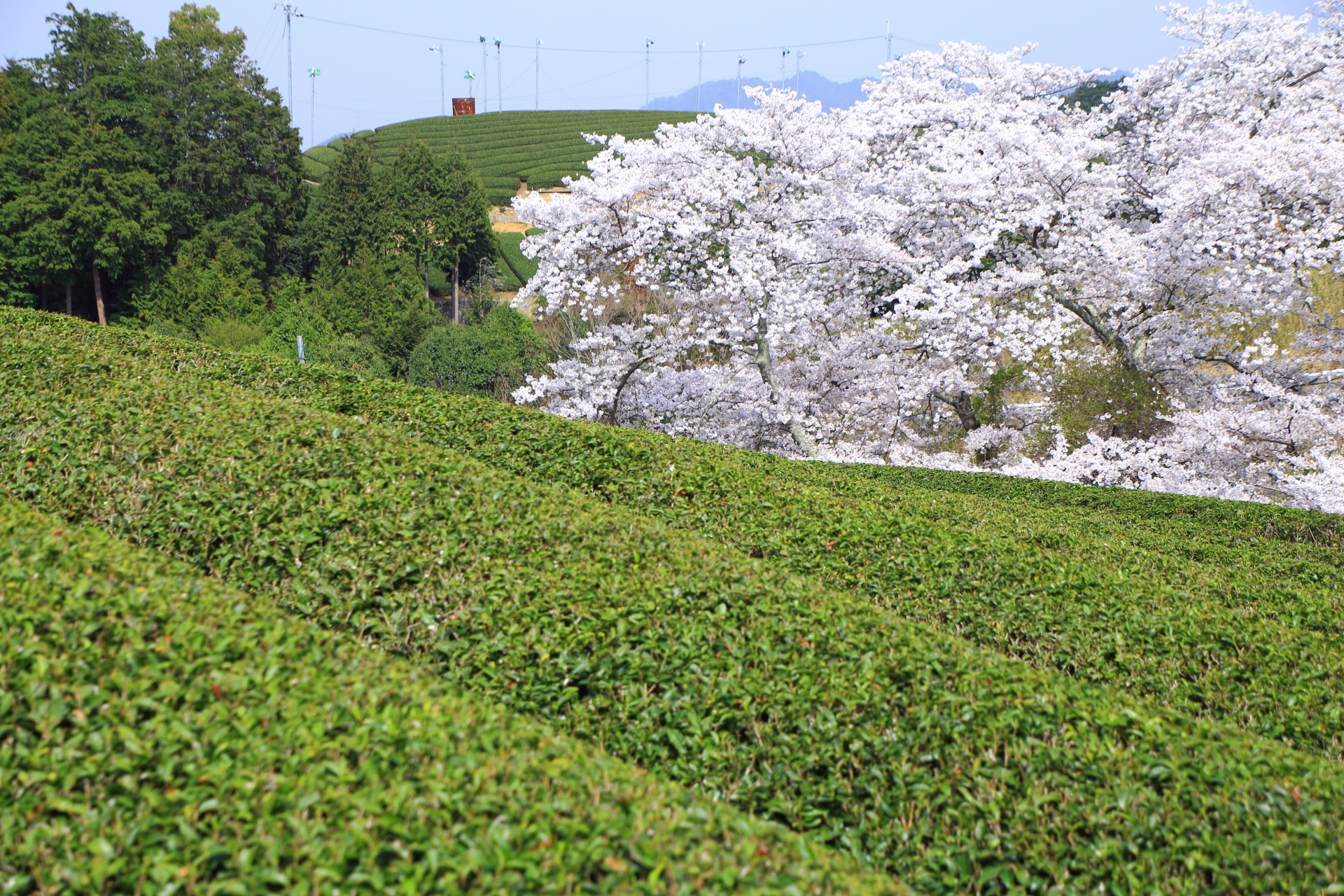 和束町桜のお茶畑の中で咲き誇る桜