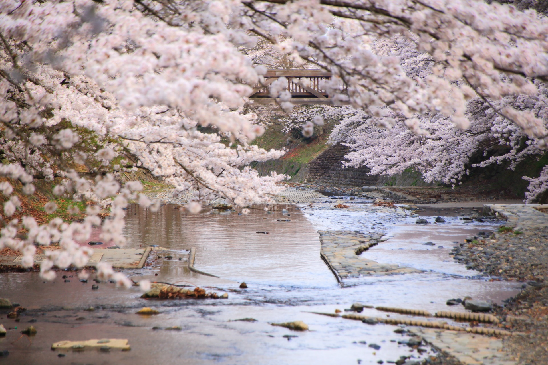 七谷川の奥行きのある桜