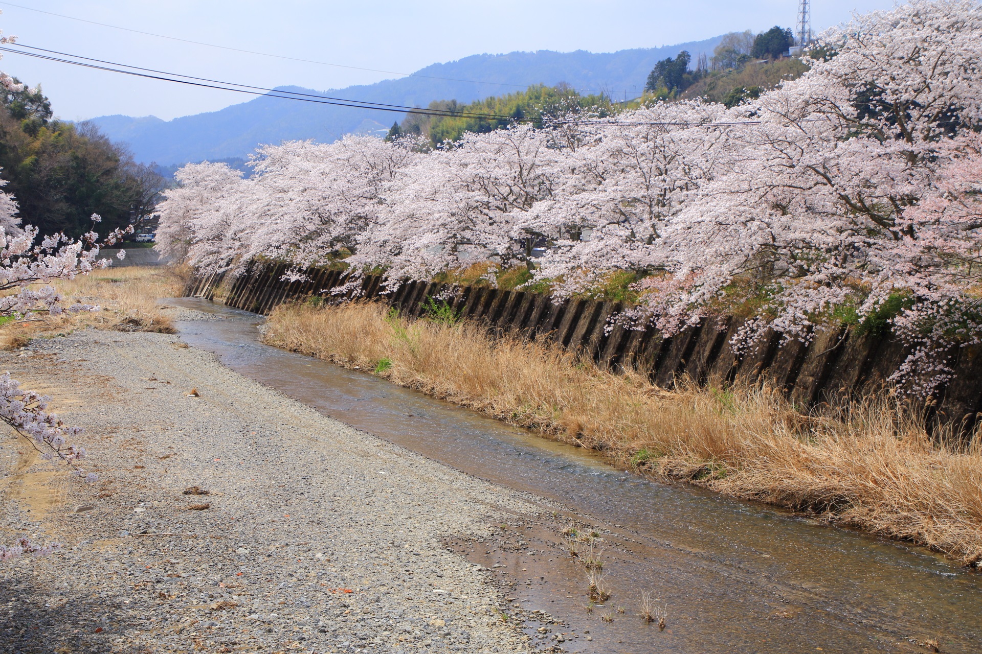 自然溢れる和束町を華やぐ桜