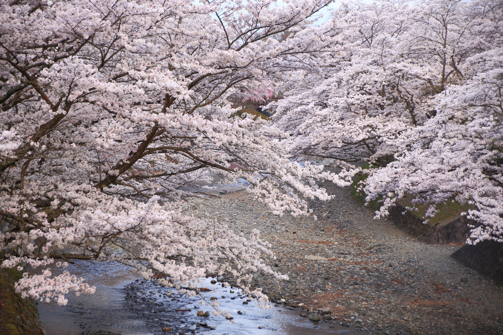 七谷川の豪快だが長閑な桜