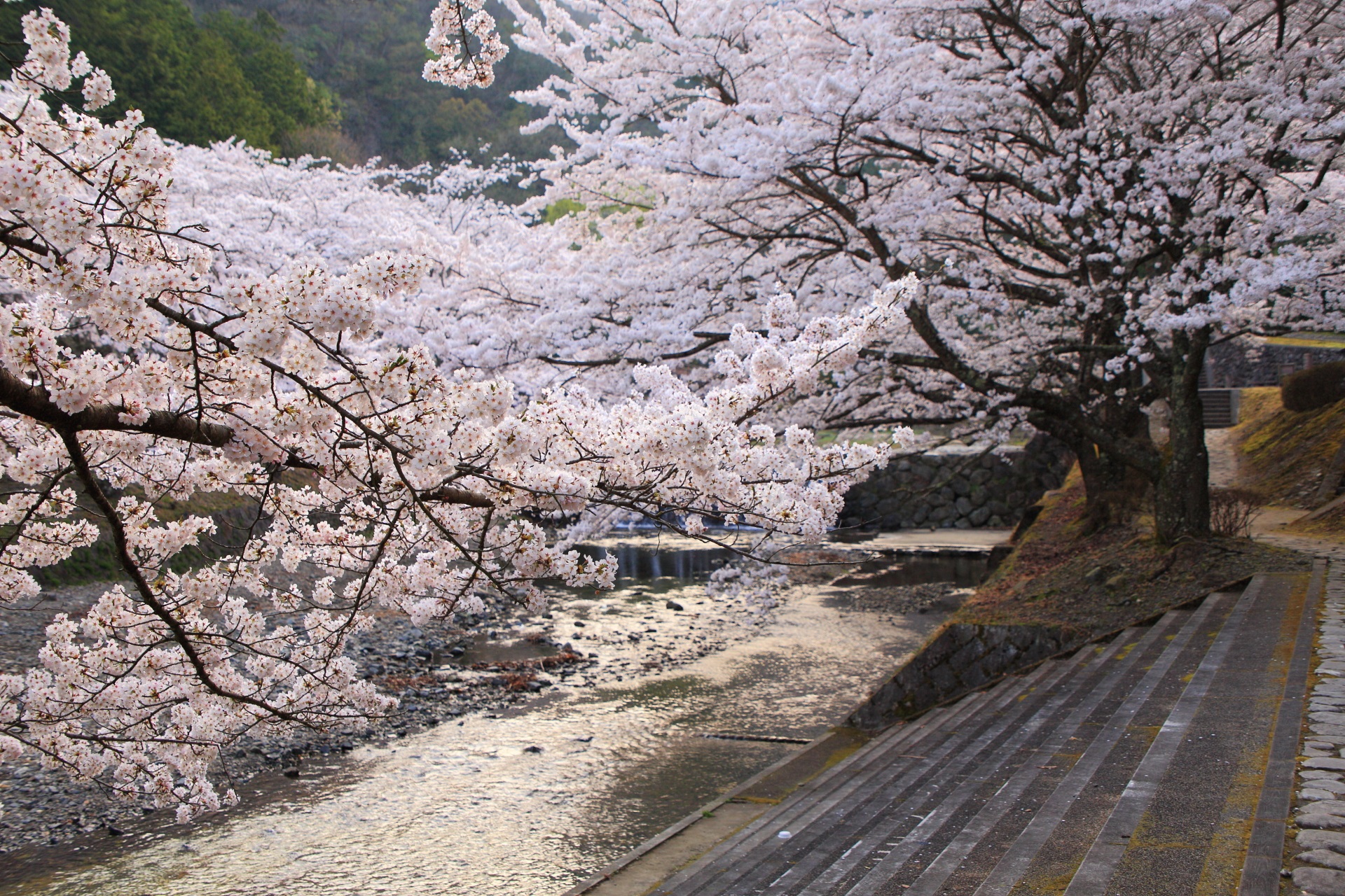 七谷川の水辺を染める華やかな桜