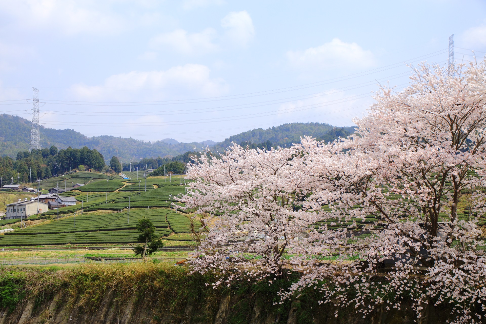 和束町の淡い緑と華やかな桜
