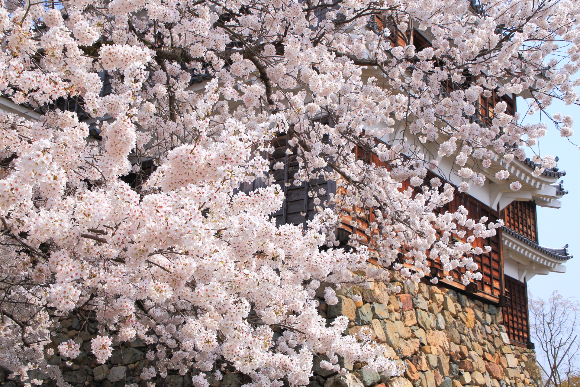 福知山城の爆発する桜
