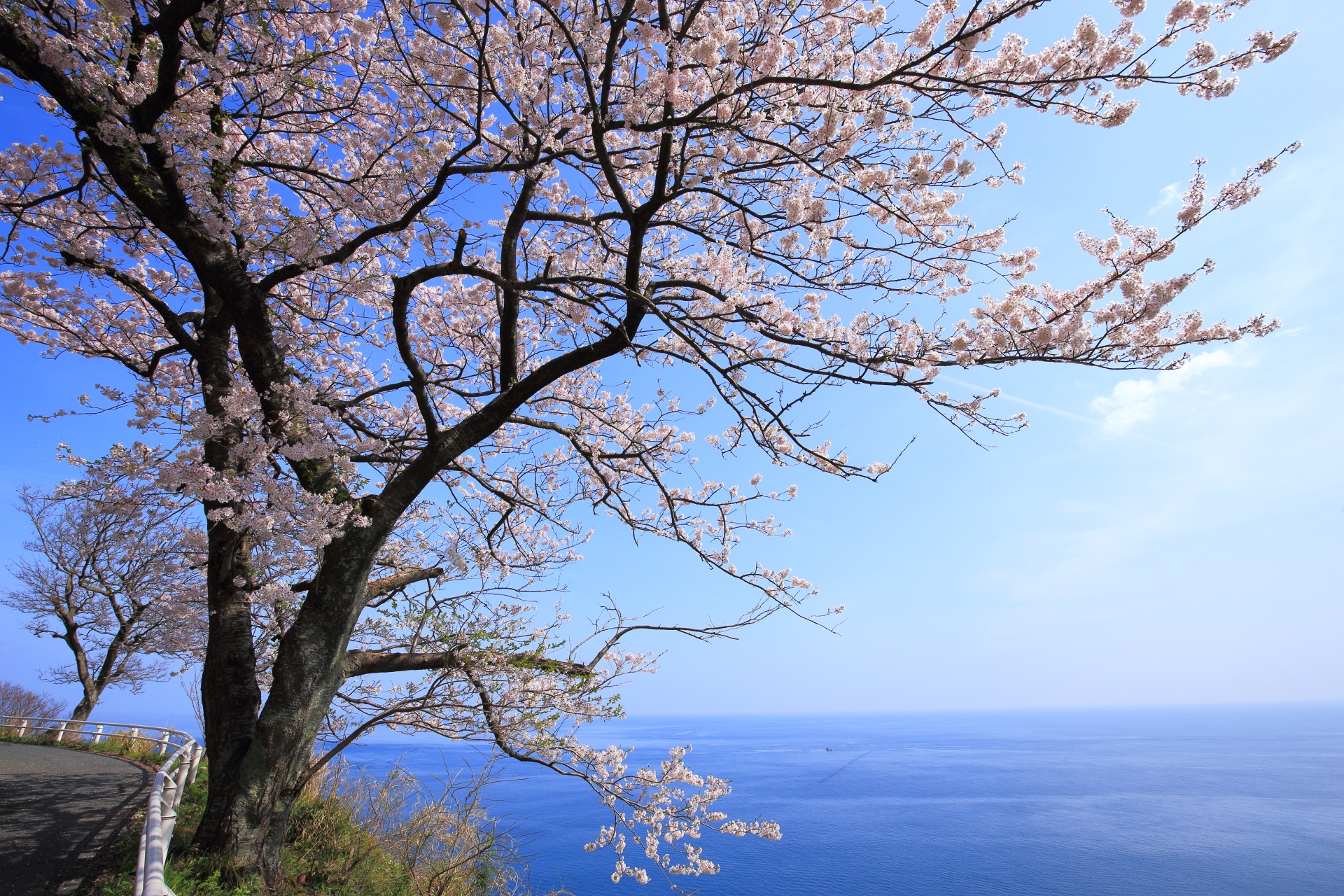 カマヤ海岸の絵に描いたような海の桜