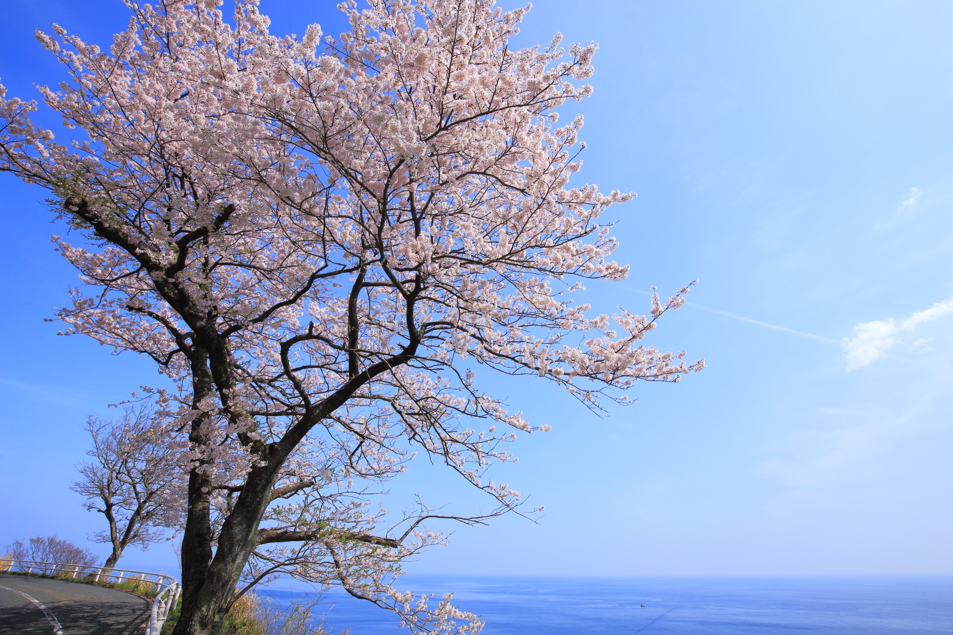 カマヤ海岸 高画質 桜 画像